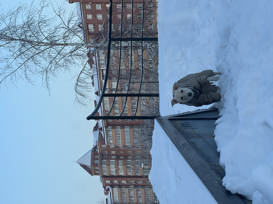 A white or light-colored dog in a beige padded winter coat is captured mid-stride, moving forward through deep, fresh snow in a residential area of Krasnoyarsk, Russia, under a clear, pale blue sky. The dog, which appears to be a short-haired breed, faces the viewer with erect ears and a neutral expression, its front left paw lifted. A striped collar is visible beneath its coat.
In the immediate lower-left foreground, an angled, grey-blue metallic structure, possibly a snow-covered ramp or container, is partially visible. Behind the dog, a dark-colored metal railing spans horizontally across the mid-ground. Beyond the railing, several bare deciduous trees, including a prominent white-barked tree, rise from the snow-covered terrain.
The background features several multi-story red brick apartment buildings. These structures have numerous balconies and their roofs are covered with snow. One building on the left side of the frame is particularly noticeable for its distinctive conical, snow-covered roof section. No other individuals or animals are present in the scene. The environment indicates a cold, clear winter day.