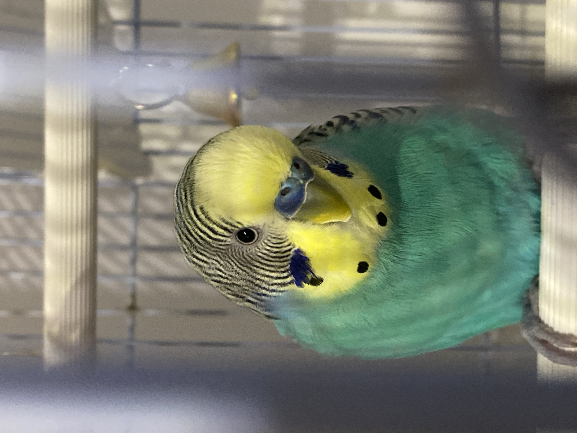 A budgerigar is perched in a cage. The bird has a yellow head with black stripes, blue and yellow cheeks, and a turquoise body. It is looking down and to the right. The cage bars and a blurred background are visible.