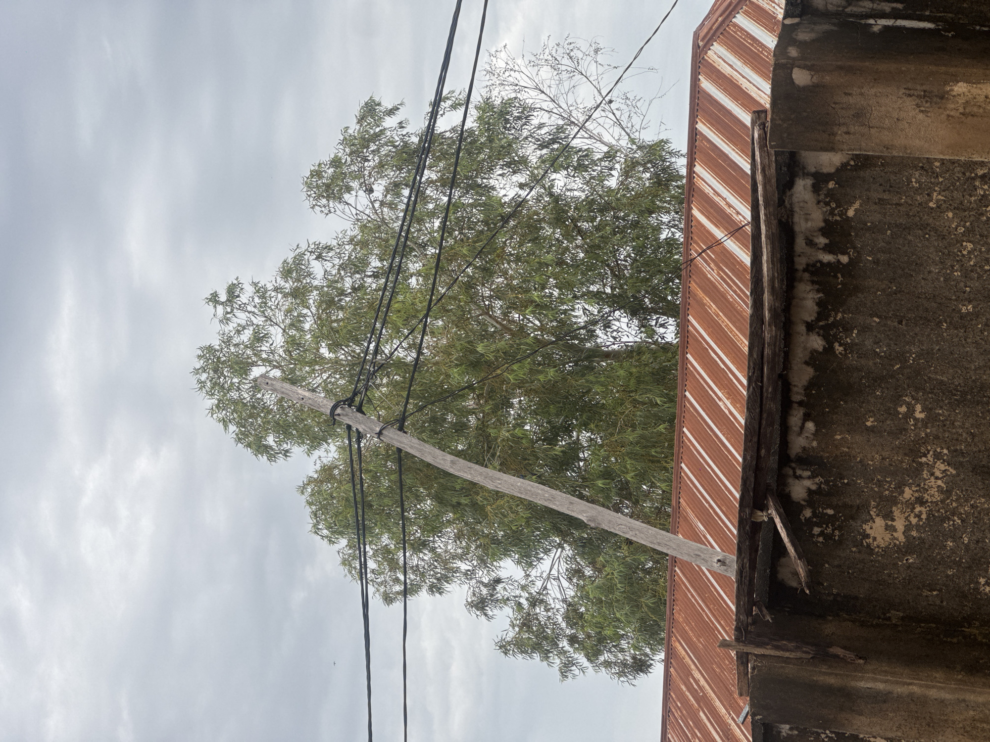 The image depicts a cloudy sky above a large tree with green foliage and a tilted wooden utility pole. Several black electrical wires run across the frame, some passing through the branches of the tree. In the foreground, a rusty corrugated metal roof is visible, supported by a damaged wooden structure atop a weathered, dark, textured wall. The scene appears to be outdoors, possibly in an urban or semi-urban environment, given the utility pole and wires.