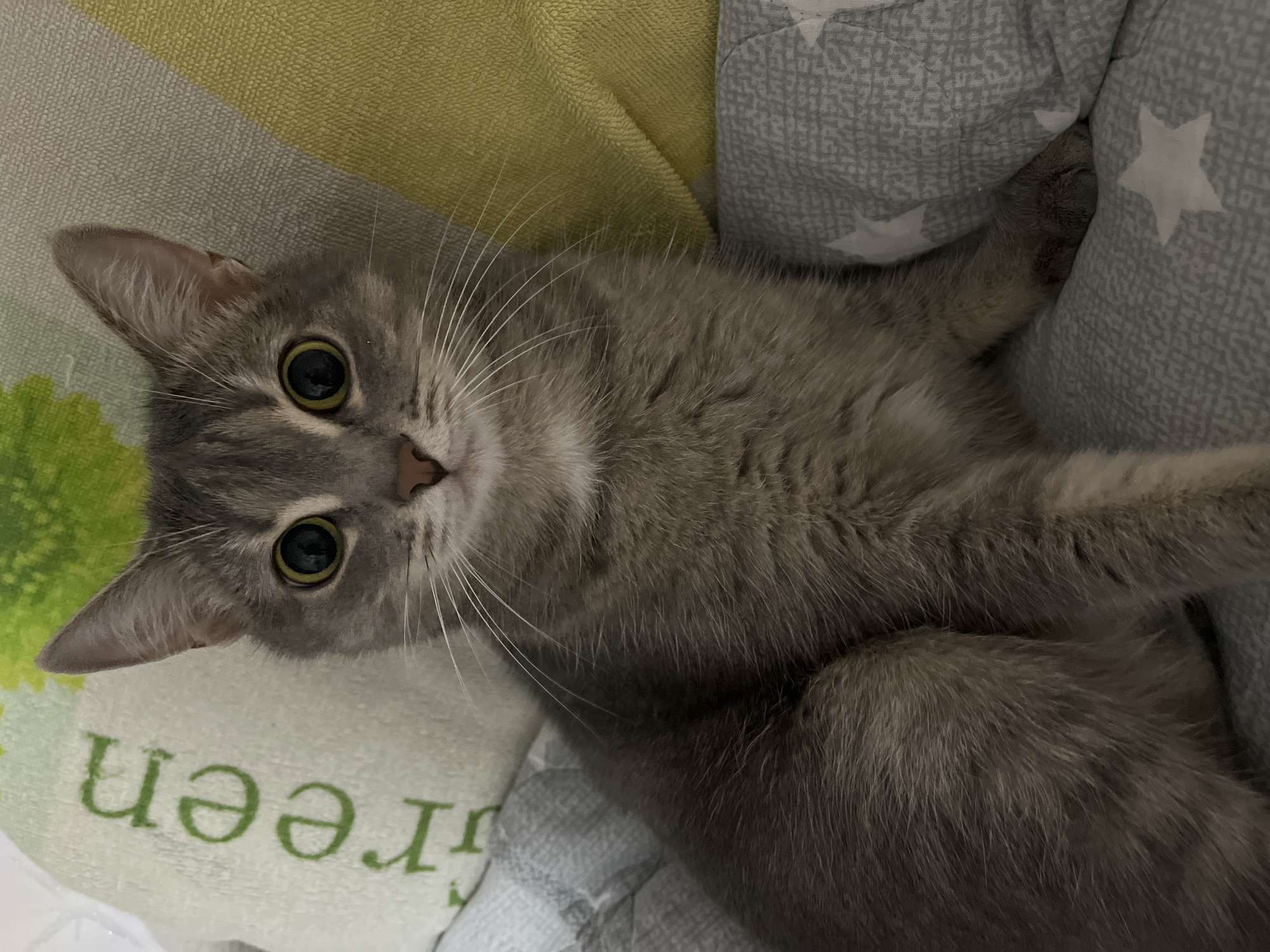 A gray tabby cat with green eyes is lying on a bed. The cat is looking up at the camera. The background includes a pillow with green lettering and a gray and white patterned blanket. There is no information available regarding the location in Chaikovsky, Russia.