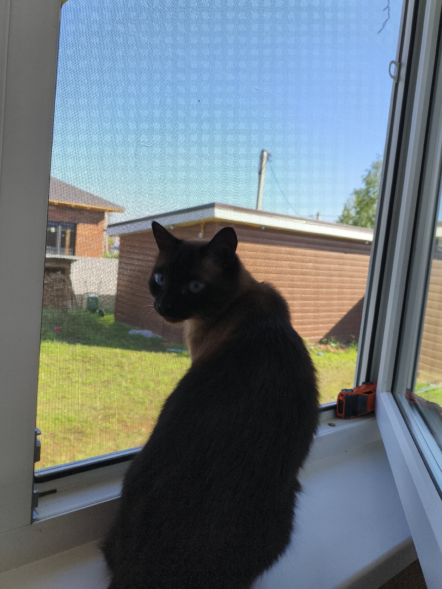 A Siamese cat with bright blue eyes is perched on a windowsill, looking out through a window screen at a backyard scene in the city of Russkiy Vozhoy, Russia. The cat is predominantly dark brown with lighter brown markings on its face and chest. Through the screen, a grassy lawn is visible, bordered by a brick building with a light-colored roof. The sky is a clear blue. On the windowsill, an orange and black object, possibly a small electronic device or toy, is placed near the right edge of the frame. The scene appears to be illuminated by natural daylight.