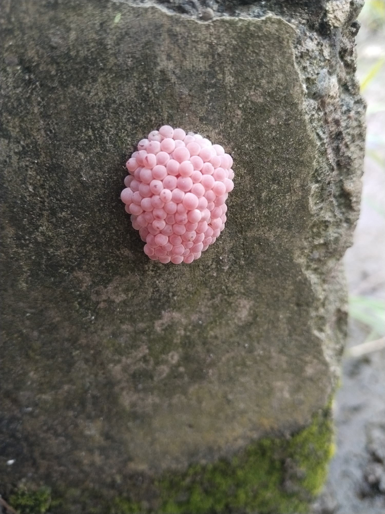 An egg mass, pink in color and globular in shape, adheres to the surface of a weathered, gray concrete structure. The structure is textured, with visible cracks and variations in color. Moss grows at the base of the concrete, indicating damp conditions. The eggs are closely packed together and appear smooth. Background elements include blurred glimpses of vegetation and soil, suggesting an outdoor location. The location of the image is Sidoharjo, Indonesia.