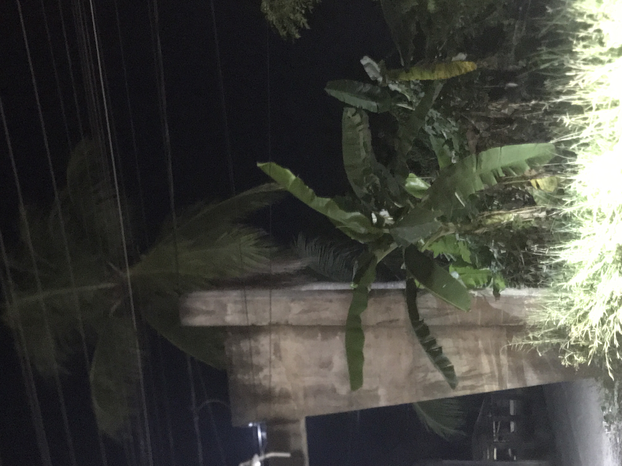 The image depicts a nighttime scene. In the foreground, a palm tree with lush green fronds is visible. Adjacent to the palm tree is a banana tree with broad, elongated leaves. These plants appear to be growing in front of or alongside a concrete structure, possibly a wall or building. Wires are present in the background. Bright illumination in the upper right corner of the image suggests a light source. The location is Meuse, Indonesia.