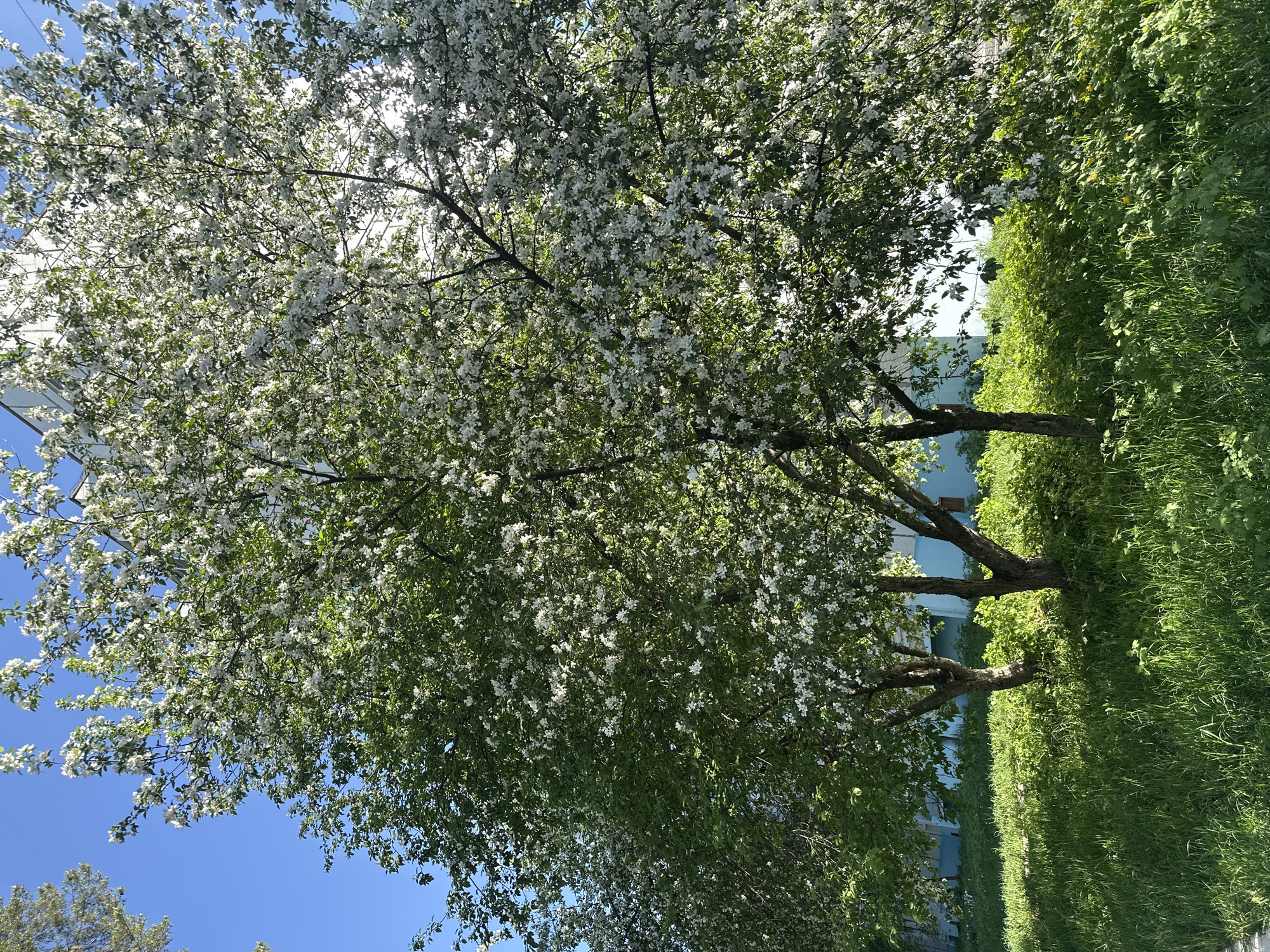 The image shows a flowering tree in full bloom with white blossoms against a clear blue sky. The tree branches reach across the frame, partially obscuring the sky. To the right of the tree is a patch of green grass. In the background, faint outlines of buildings and structures are visible. The location is assumed to be in the city of Chaikovsky, Russia.