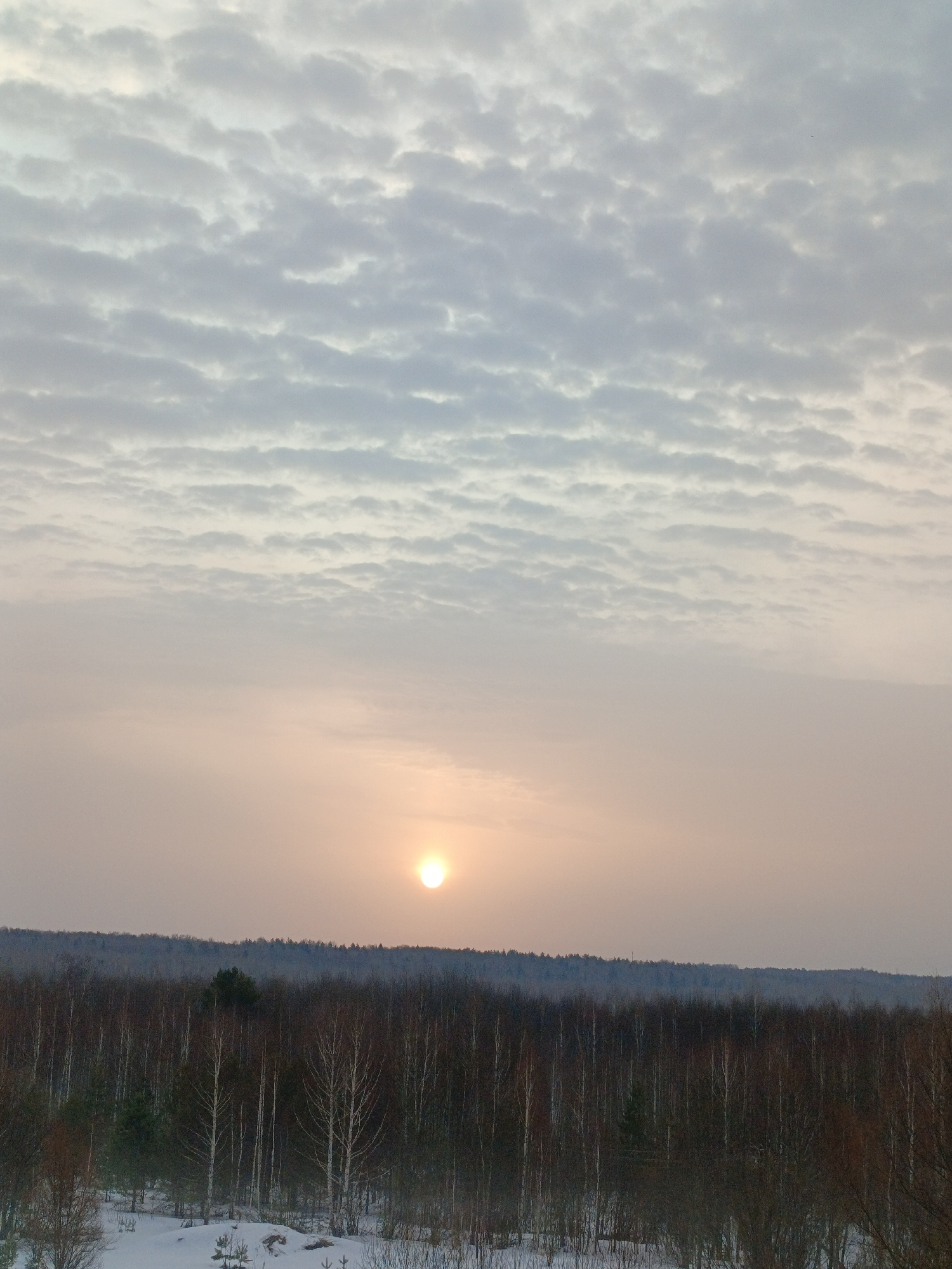 The scene depicts a winter or early spring landscape in Марковский, Russia, observed during either sunrise or sunset. The sky, occupying the upper two-thirds of the frame, features an extensive altocumulus cloud layer characterized by numerous small, rippled cloudlets. The sky transitions from a pale grey-blue overhead to a soft orange-pink hue near the horizon, where a distinct, circular orange sun is visible, positioned slightly left of center. Below the sky, a dense, dark band of distant forest forms the horizon line. In the midground and foreground, a deciduous forest stands, predominantly comprising bare trees with slender, dark branches and occasional lighter trunks, interspersed with a few darker evergreen conifers. The ground beneath the trees and in the immediate foreground is partially covered with irregular patches of white snow, with dark, exposed ground or low vegetation visible in areas. No individuals, animals, or man-made structures are discernible within the frame.