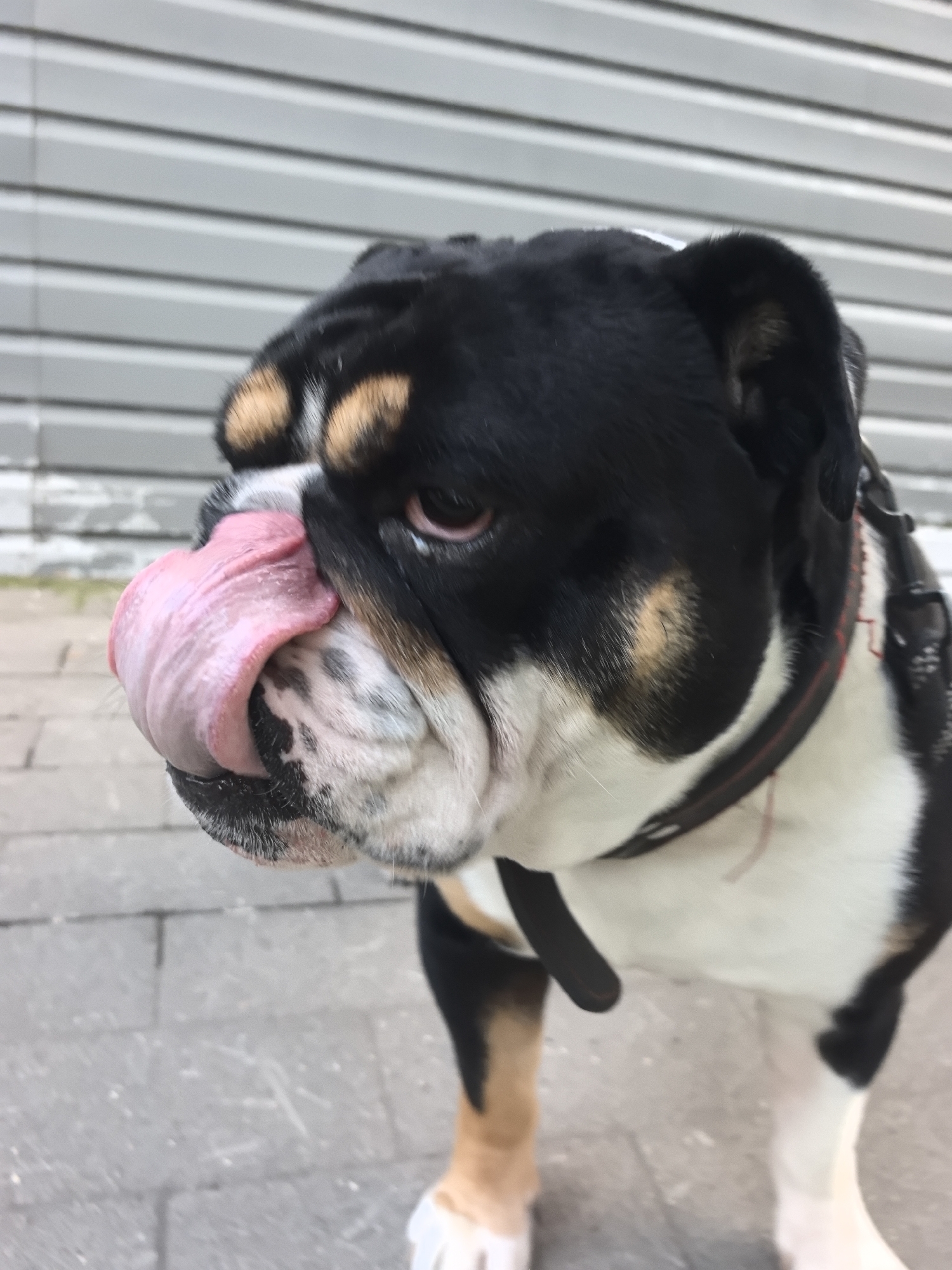 A black, white, and tan bulldog is sticking its pink tongue out in front of a corrugated metal wall and a paved walkway. The dog is wearing a black collar with a red inner lining.