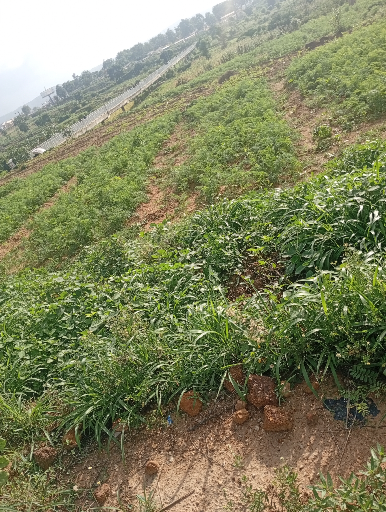 The image depicts a sloped agricultural field in Rafin Par, Nigeria, under a bright, overcast sky. The field is planted with rows of crops, primarily green and leafy vegetables, suggestive of a farm. In the background, a long, raised walkway or structure, possibly for access or observation, stretches across the landscape, bordered by a fence and accompanied by utility poles. Sparse trees and vegetation dot the hillsides in the distance, indicating a rural or semi-rural environment. The foreground of the image is dominated by lush, tall grasses and weeds, with some scattered reddish-brown rocks and patches of dry, sandy soil. The scene appears to be an active agricultural area.
