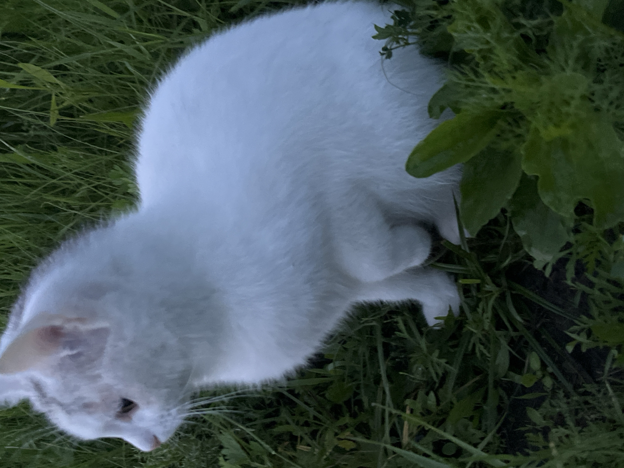 A white cat with faint grey markings on its head sits in tall green grass. The cat is facing left, with its ears pricked up and its tail not visible. The background is out of focus, with more green grass and some dark soil visible beneath the foliage. The lighting suggests it is either early morning or late evening. The scene is outdoors in an unurbanized area.