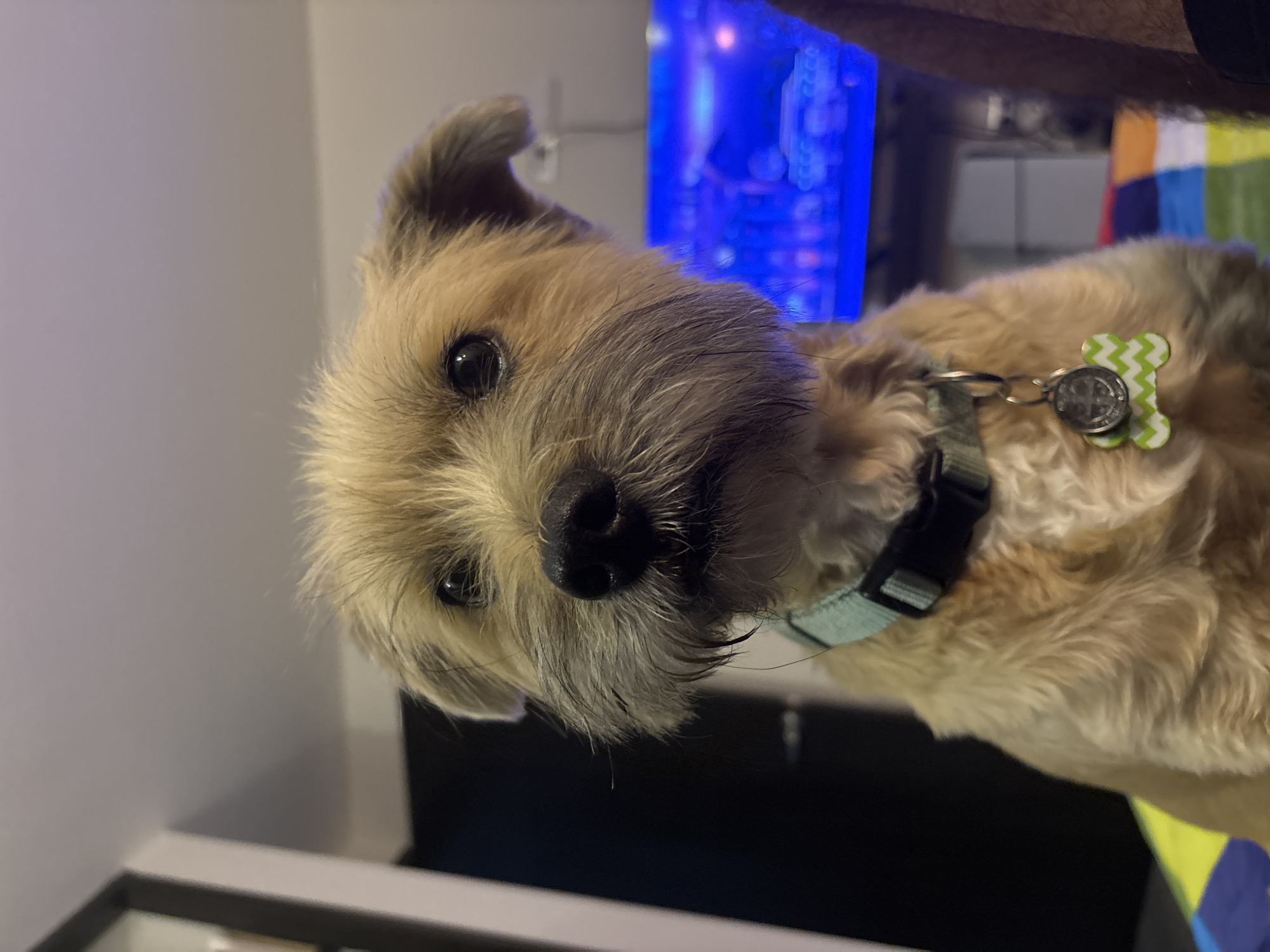 A close-up shot shows a medium-sized, tan-colored, scruffy dog wearing a light blue collar with a black buckle and a bone-shaped tag with a green and white chevron pattern. The dog is looking at the camera with a slightly tilted head. The background includes a blurred TV screen with blue light, a black TV stand, a white wall, and a glimpse of a colorful blanket. There is no information to identify the location as Santa Clara Ocoyucan, Mexico.
