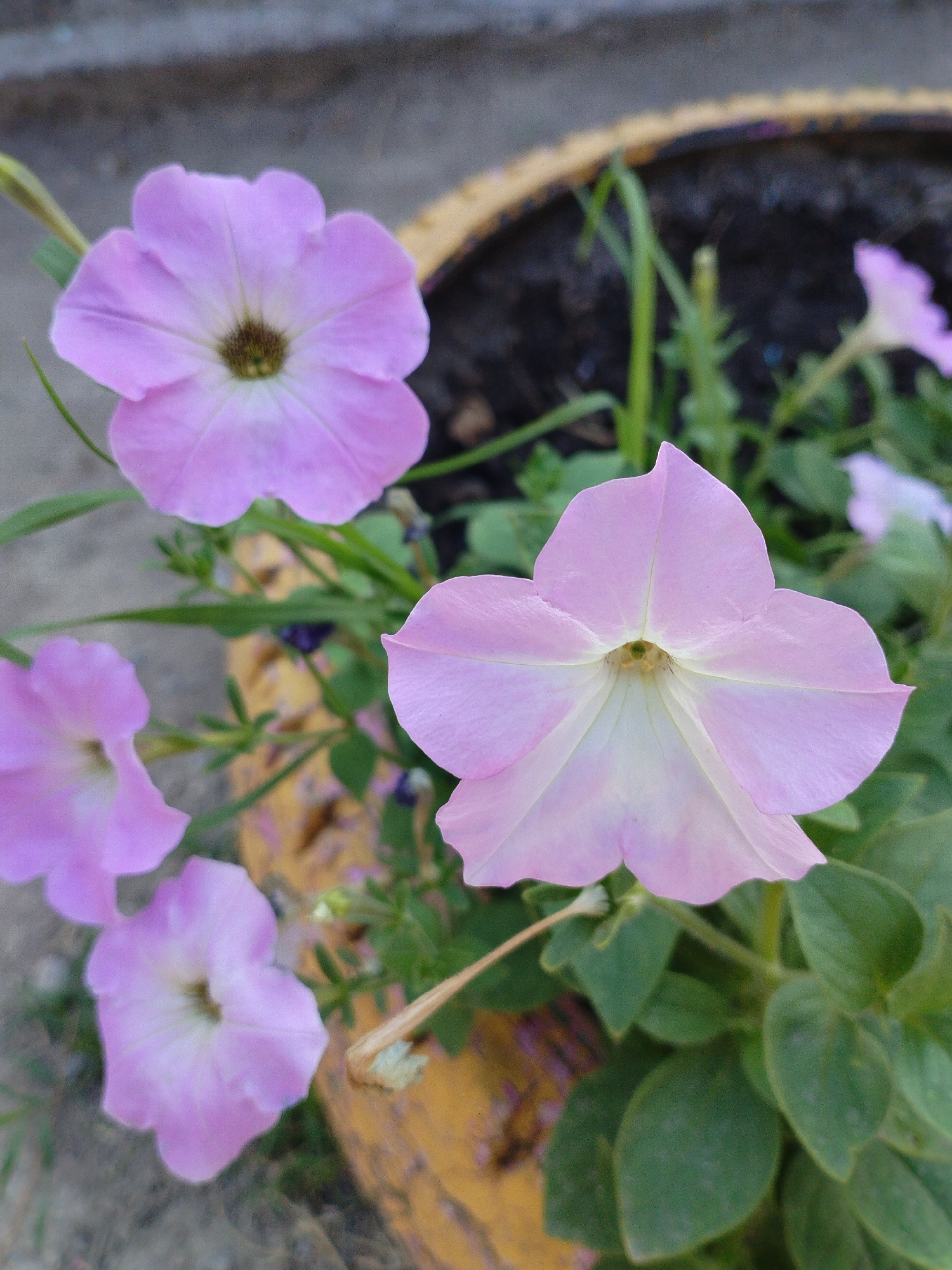 The image shows a close-up of several light purple petunia flowers in a pot. One large petunia flower is in the foreground, facing the camera, with its petals slightly opened to reveal the center. To the left and below, there are three smaller petunia flowers, also facing in various directions. Green leaves surround the flowers, and a portion of a textured, yellow pot is visible behind them. The background is blurred, showing what appears to be a gray, paved surface and dark soil in the pot. The overall scene is a naturalistic view of flowers in a garden setting, likely in an outdoor urban environment. The image is a still life, capturing the delicate beauty of the flowers. There are no people or animals present in the image. The city of Kyzyl-Kyya, Kyrgyzstan, is not visually discernible within the frame, as the image focuses solely on the flowers and immediate surroundings.