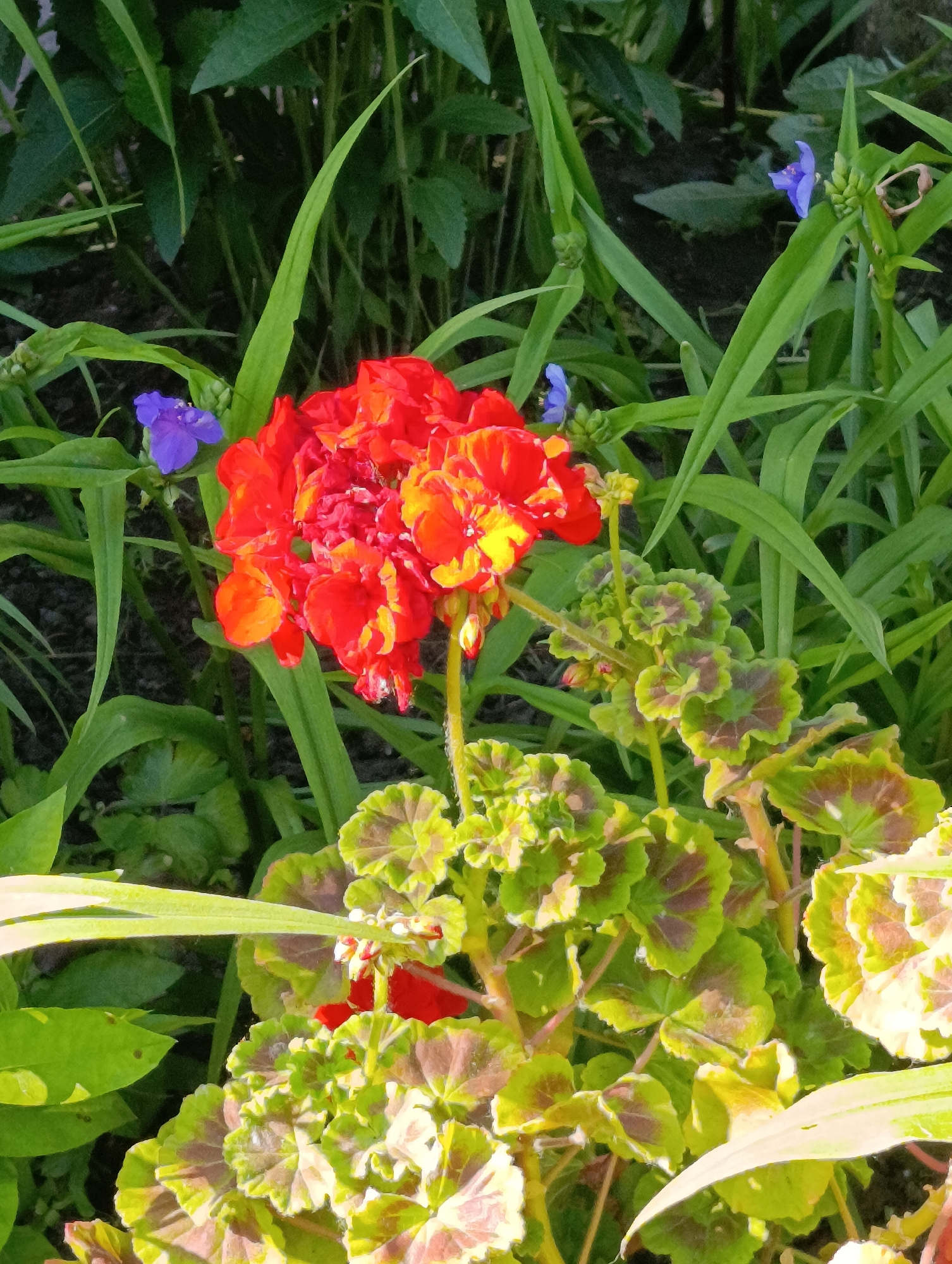 In Doslidne, Ukraine, a close-up shot captures a vibrant cluster of red geranium flowers, their petals a mix of deep red and bright orange hues. Interspersed among the geraniums are delicate, small purple flowers. The plants are bathed in natural sunlight, which highlights the textures of their green leaves. The background is a soft blur of green foliage and dark soil, suggesting a garden setting. The lower portion of the image is dominated by variegated leaves, exhibiting shades of green and maroon, with a light-colored leaf entering from the bottom right.