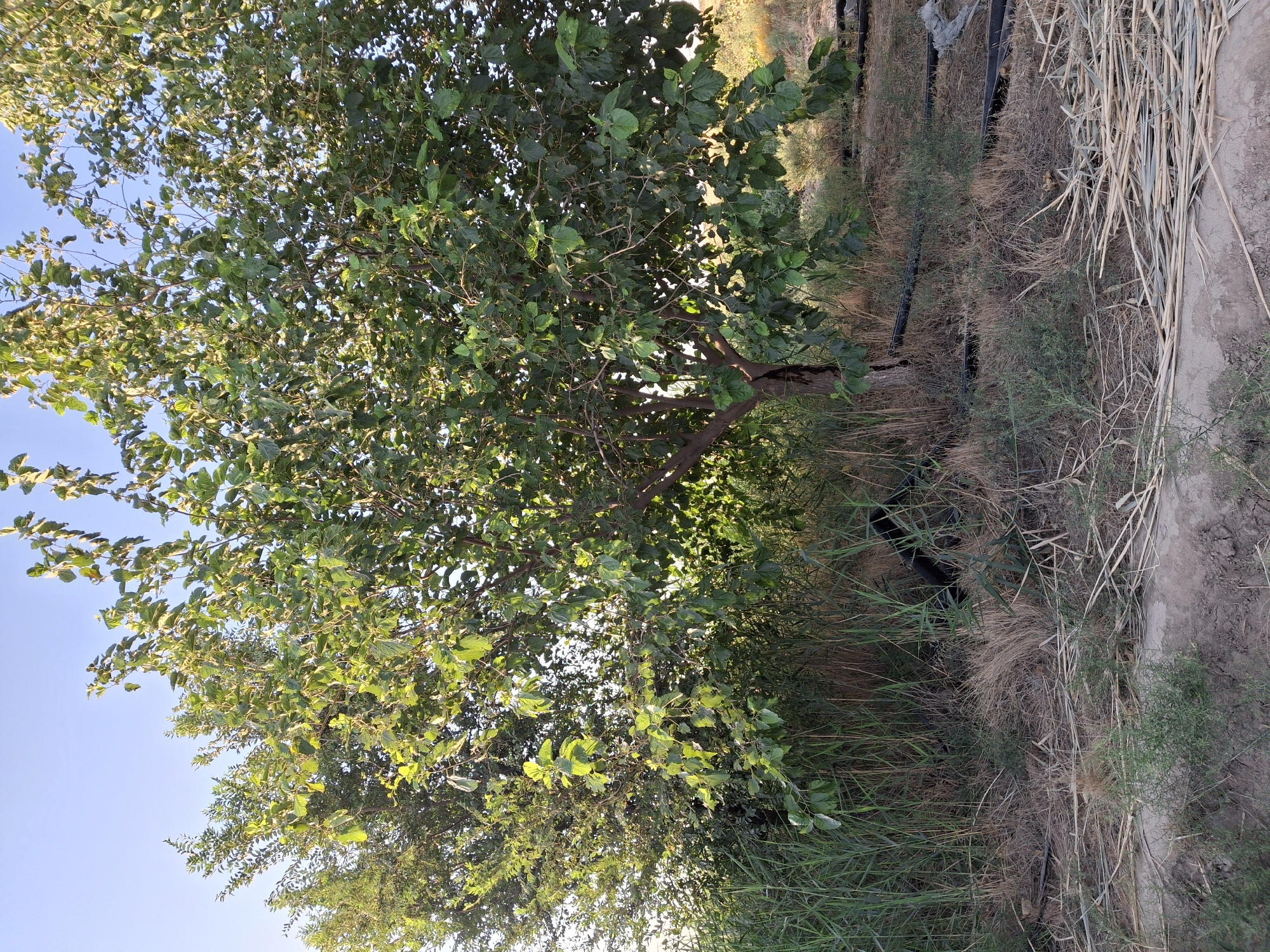An outdoor, ground-level, medium shot captures a mulberry tree with green leaves against a clear blue sky in Ko`kdala, Uzbekistan. The tree is situated in a dry, grassy area with some visible irrigation pipes on the ground. Another tree with lighter green foliage stands to the left of the mulberry tree. The scene is illuminated by natural sunlight.