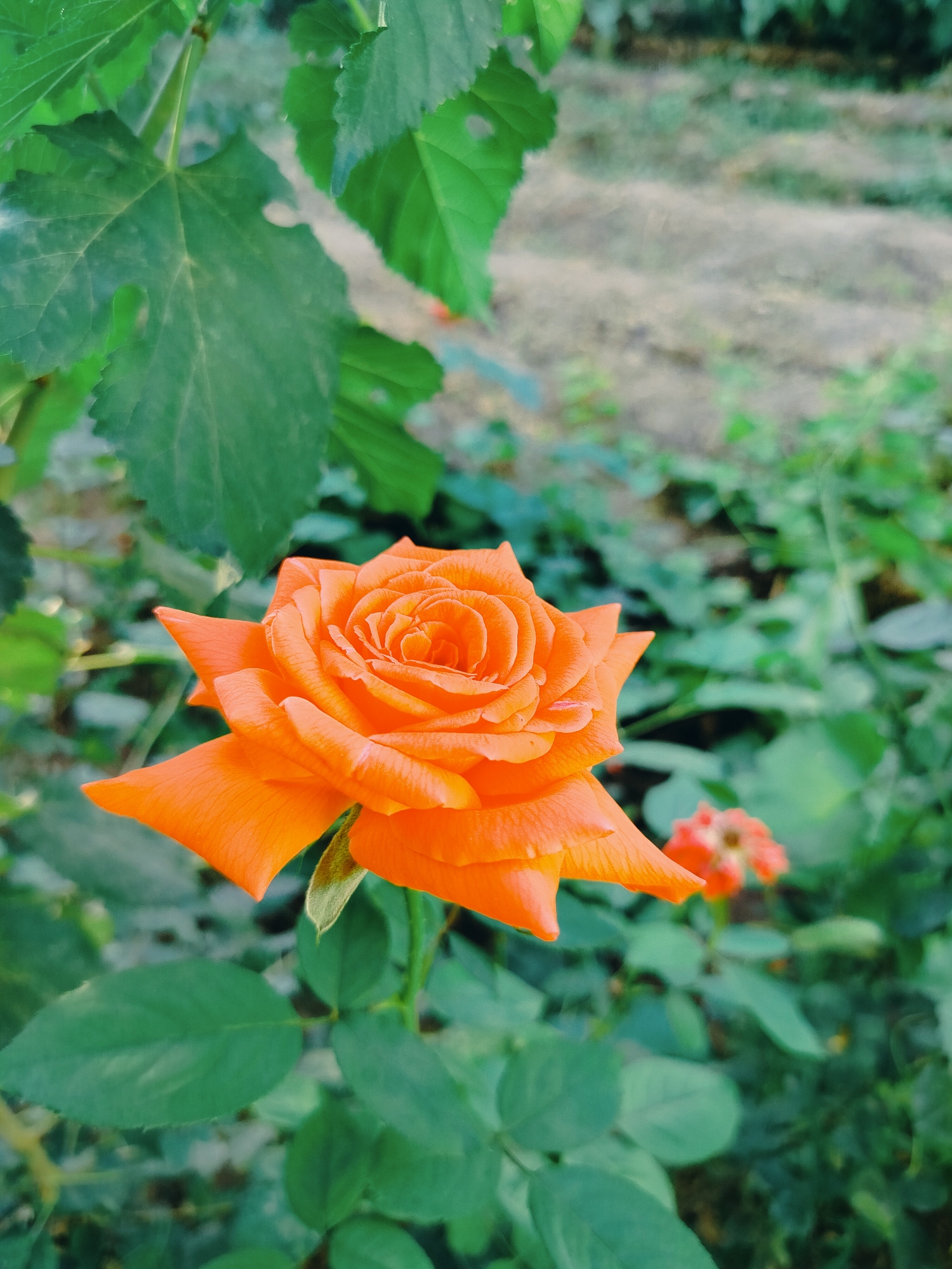 A vibrant orange rose is in full bloom, its petals unfurling in intricate layers. The rose is the central focus, positioned slightly to the left of the frame. Behind the rose, lush green leaves provide a soft backdrop, some appearing slightly out of focus. In the further background, the ground appears to be tilled earth, with rows suggesting cultivation, and other greenery. A hint of another smaller, bluer flower is visible in the mid-ground to the right, also out of focus. The overall scene evokes a garden setting. The location is identified as the city of Көлкент, Kazakhstan.