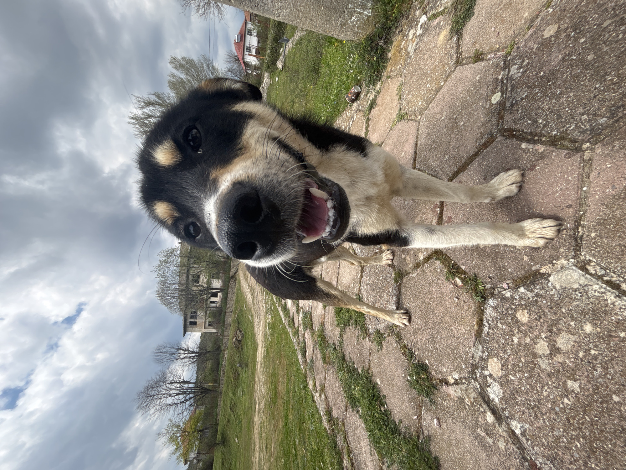 A close-up, slightly distorted view from a low angle features a dog in Dobromirtsi, Bulgaria. The dog is black and white with tan markings and has an open mouth, displaying its teeth. The dog is standing on a stone-paved pathway. The background shows a grassy area and a partially visible, dilapidated building with missing windows and sections. The sky is overcast with cloudy conditions.
