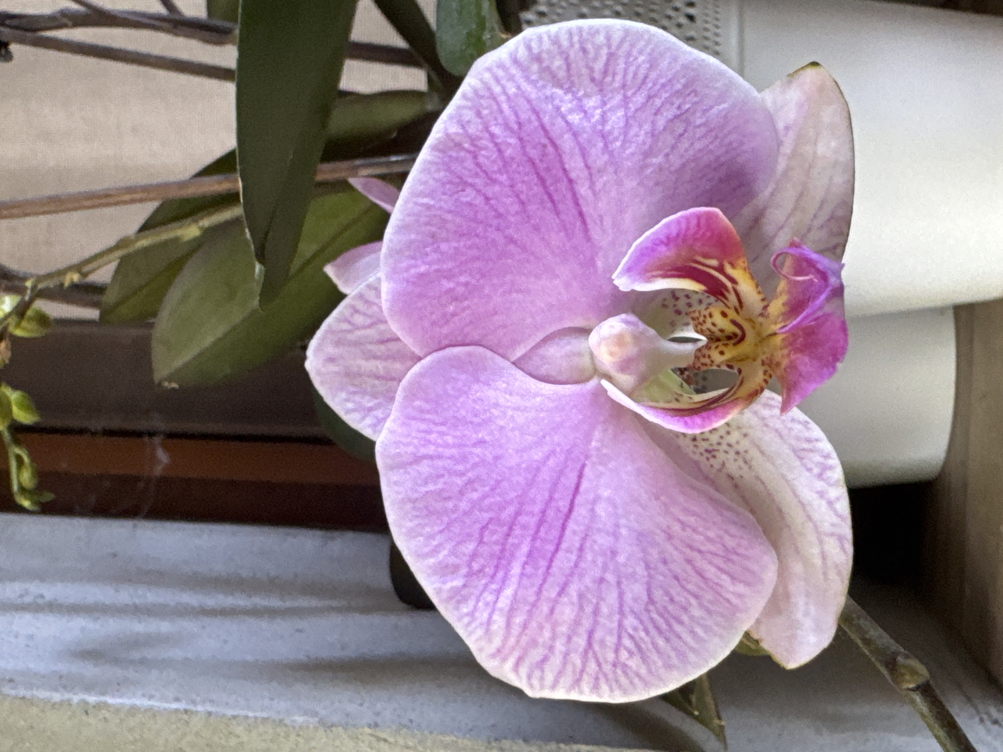 A close-up shot focuses on a single, light purple orchid in bloom. The orchid has large, delicate petals with prominent pink veining. The center of the flower displays intricate details of yellow and darker pink accents. The orchid is positioned in front of a blurred background that includes green foliage, a wooden surface, and a hint of white pots. The lighting suggests an indoor setting, likely a home or greenhouse, with natural light illuminating the flower. There is no indication of a specific location within Veselina, Bulgaria, as the image lacks any identifying landmarks or contextual clues.