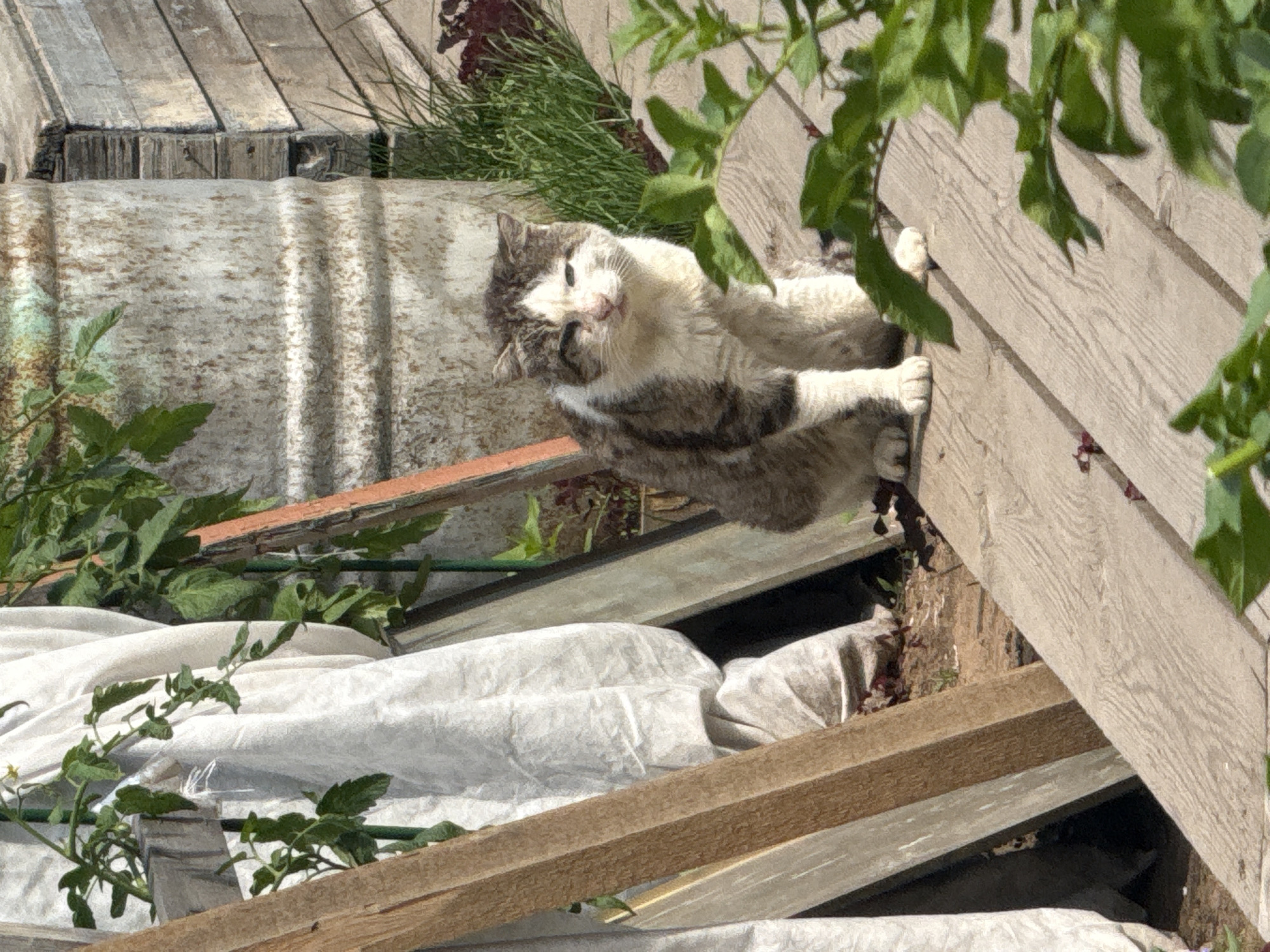 A medium shot shows a tabby cat sitting on a wooden surface in an outdoor, possibly urban, environment. The cat is facing forward and appears to be looking at the camera with a relaxed expression. The cat's fur is a mix of gray and white, with tabby markings. The wooden surface beneath the cat is made of planks and has a weathered appearance. In the background, there is a large, rusted metal barrel and some wooden structures, as well as green foliage. The scene suggests a garden or yard setting. The image does not contain any identifiable landmarks or elements that would specifically place it in Oktyabrsky, Russia.