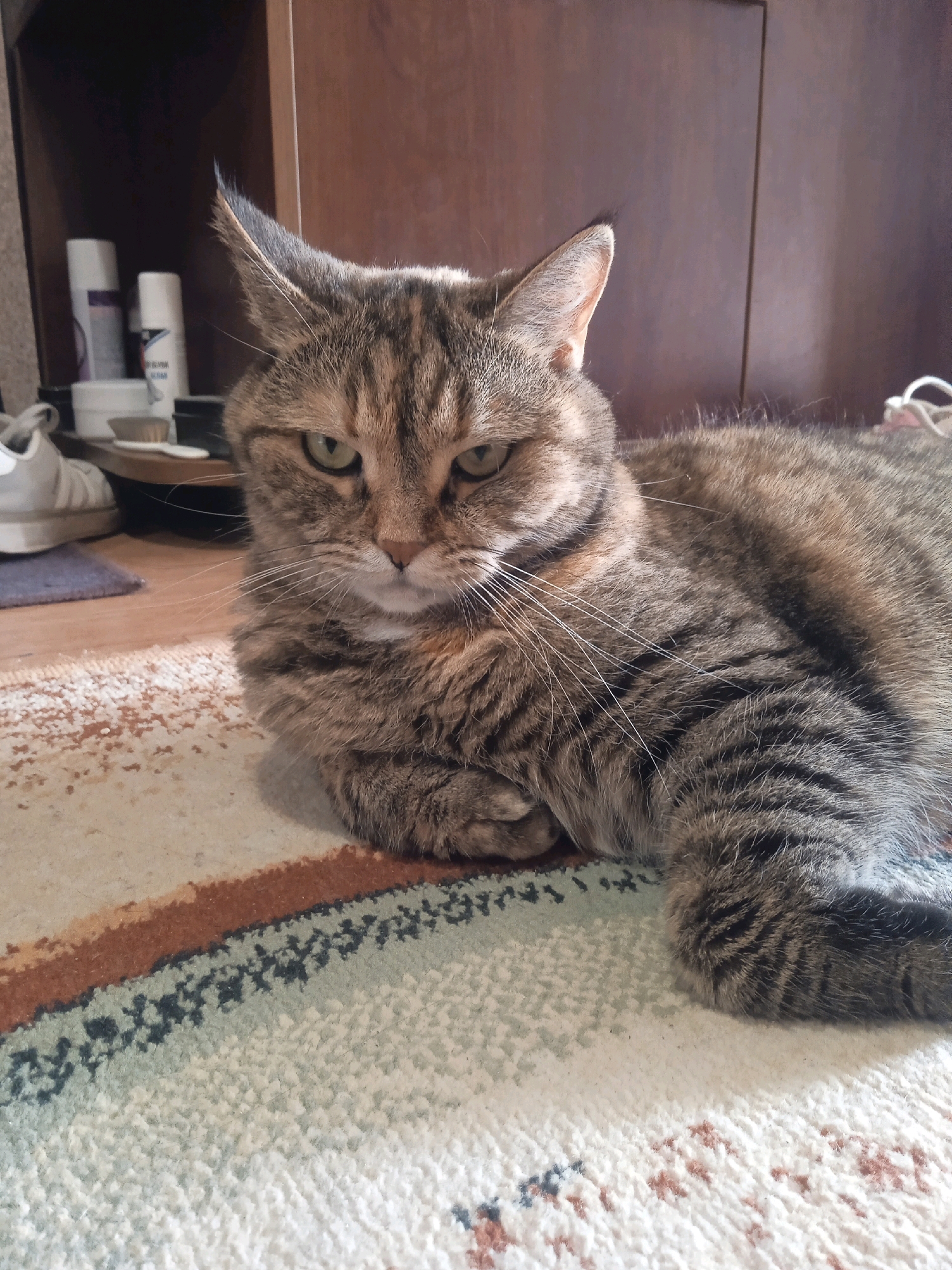 A tabby cat lies on a carpeted floor in front of a wooden cabinet. The cat is facing the camera, with its head tilted slightly to the left. Its eyes are green, and its fur is a mix of gray, brown, and black. The cabinet behind the cat is dark brown and appears to be made of wood. On a shelf to the left of the cabinet, there are several bottles and a pair of white sneakers. The carpet is patterned with brown, blue, and white. The scene is indoors, and the lighting suggests it may be daytime. The image does not provide specific information about the location in Lida, Belarus.