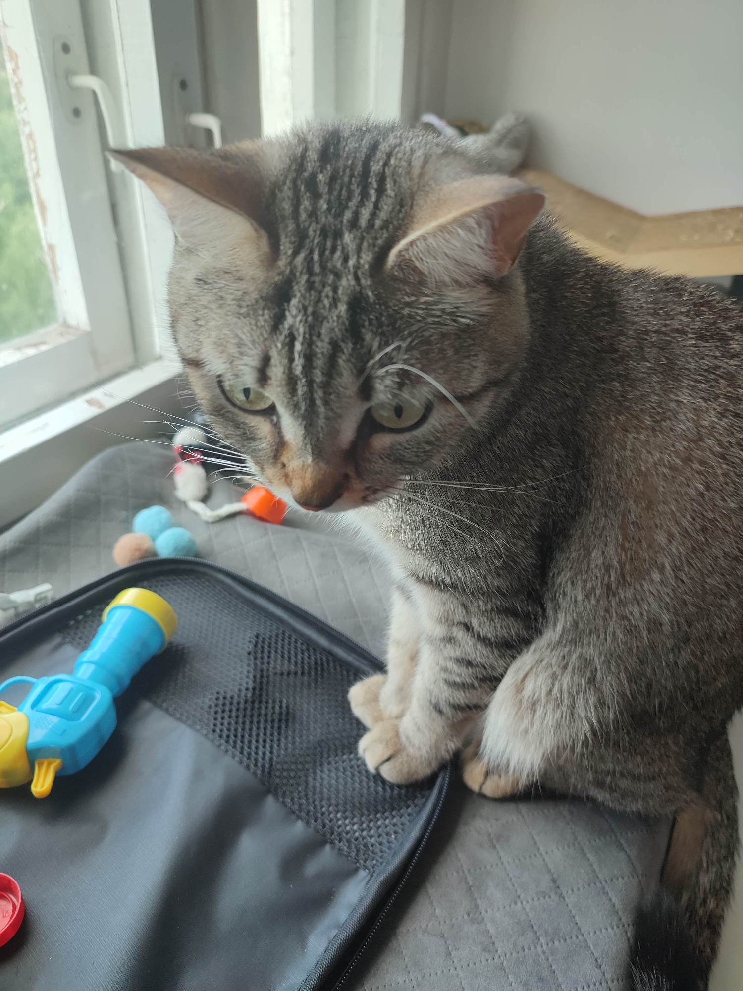 A brown tabby cat is sitting on a gray quilted surface next to a window. The cat is looking down at a black zippered case with a blue and yellow toy gun on top of it. There are also some yarn balls and other small toys scattered around the case. The window is white and has a view of green trees outside.