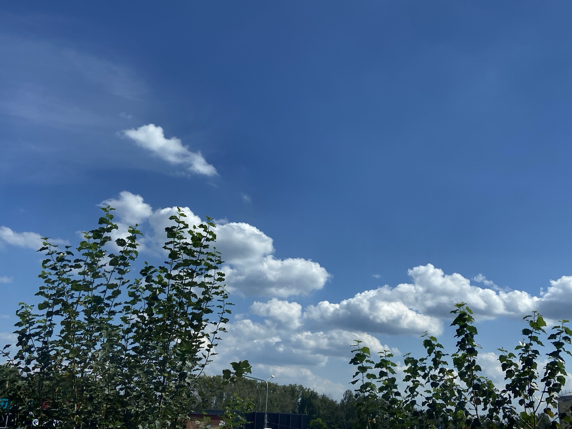 The image depicts a bright, sunny day with a clear blue sky and scattered white cumulus clouds. In the foreground, lush green trees with delicate leaves are visible, their branches reaching upwards. In the middle ground, a dense line of trees forms a dark green band across the horizon, with a street lamp visible to the left of center. The background shows a few buildings and structures, hinting at an urban or suburban setting. The scene is consistent with an outdoor view from the city of Revda, Russia, possibly taken during the warmer months. There are no people or animals visible in the image.