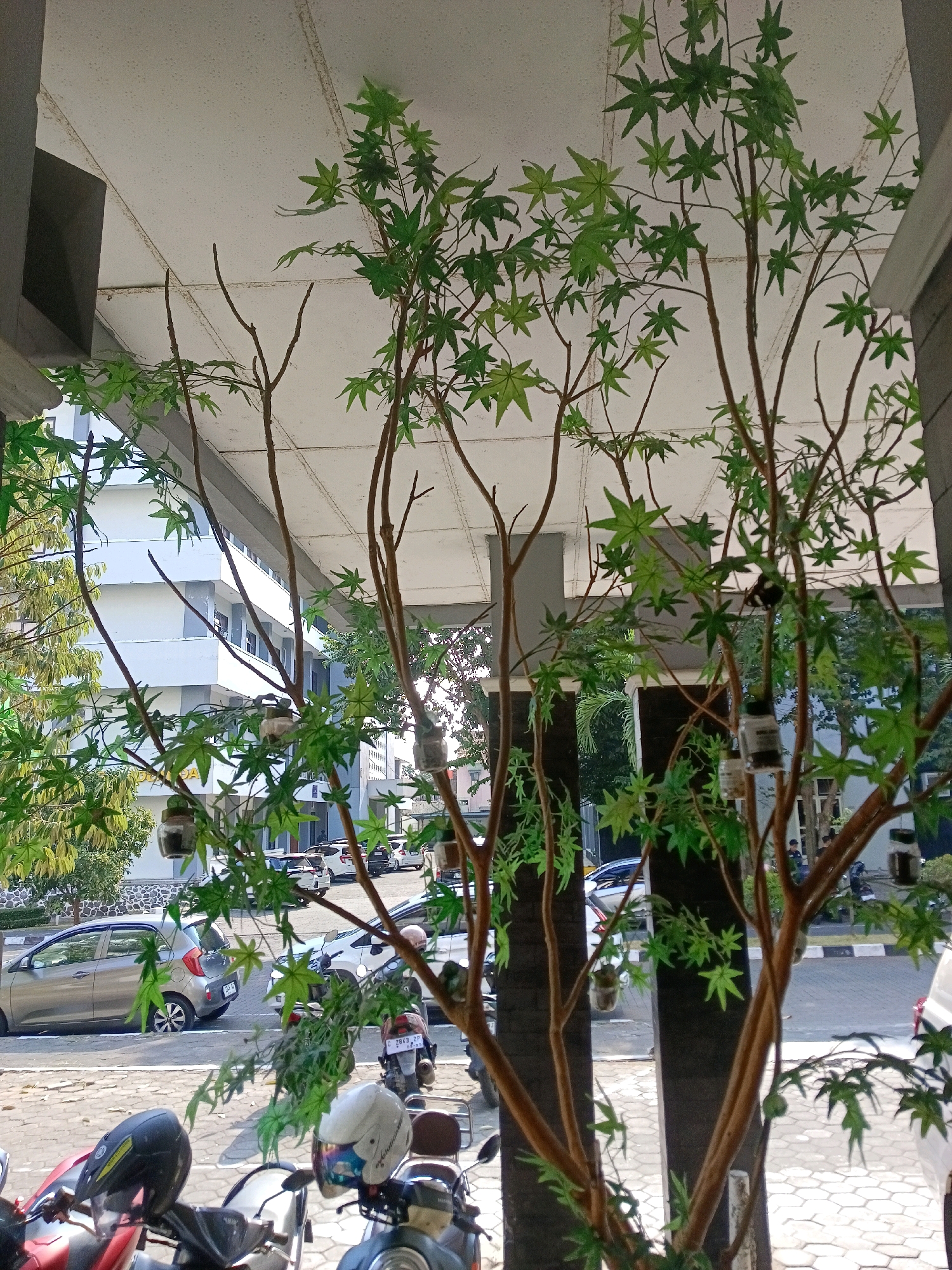 The image depicts an outdoor scene in front of a building, possibly a university or office complex in Purwokerto, Indonesia, characterized by a paved area with hexagonal tiles, a road with parked vehicles, and a multi-story building in the background. In the foreground, a decorative artificial tree with brown branches and green, maple-like leaves partially obscures the view. Several motorcycles are parked in the foreground. The building in the background is light gray with white accents and numerous windows. Several cars, including a silver hatchback and a white sedan, are parked on the road and in a lot. The overall lighting suggests it is daytime, with sunlight filtering through the leaves of the artificial tree and casting shadows.