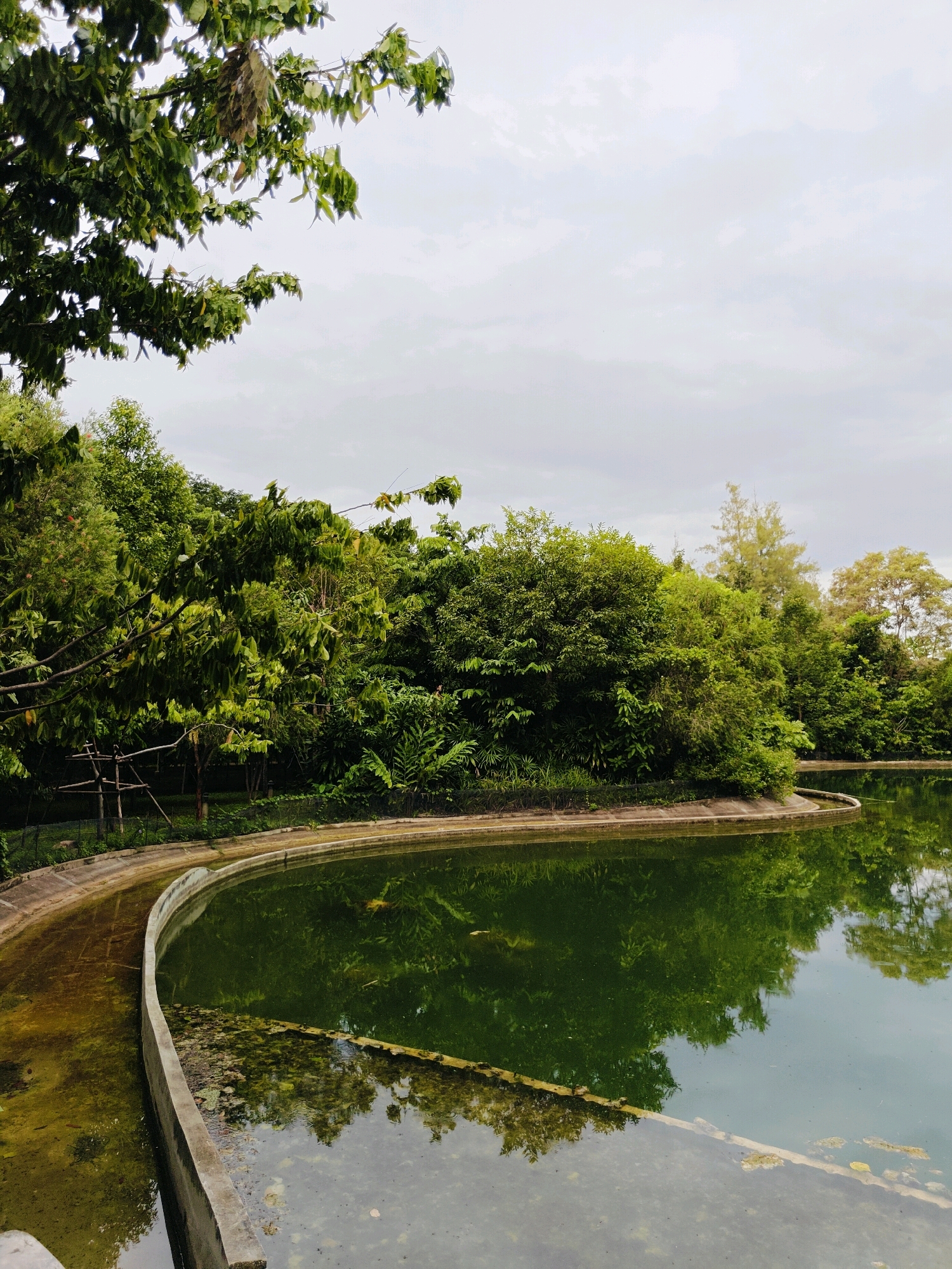 The image shows a tranquil scene at a pond in the city of Mu Si, Thailand. Lush green trees and foliage surround the curved edge of the pond. The water in the pond is a deep green, reflecting the surrounding greenery and the overcast sky. The pond has a concrete edge that separates a shallower, algae-covered area from the deeper water. In the distance, more trees and some lighter-colored foliage are visible, suggesting a park or botanical garden setting. The sky is cloudy, creating a soft, diffused light. There are no people visible in the image.