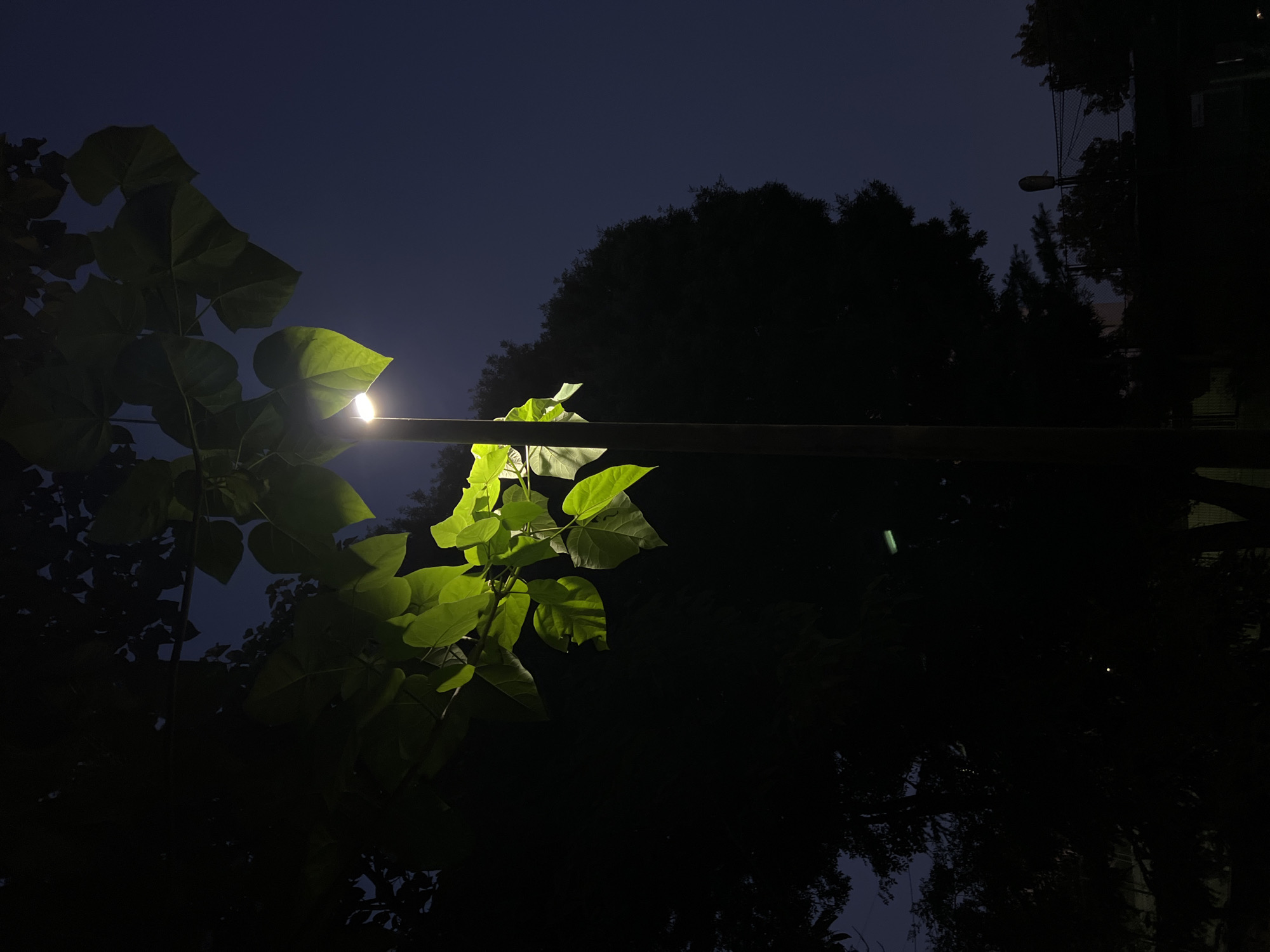 The image depicts a streetlamp illuminating a cluster of large green leaves against a dark, twilight sky. The lamp post is positioned vertically in the center-right of the frame. Silhouetted trees and foliage form a dark backdrop on the left and right sides, with a hint of a chain-link fence and another distant, darker lamp post visible in the far right. The lighting creates a stark contrast, highlighting the vibrant green of the leaves and the texture of the lamp post, while the surrounding environment fades into shadow. The scene appears to be an outdoor public space, possibly a park or a street with trees, in the city of Burgas, Bulgaria, during the evening hours.