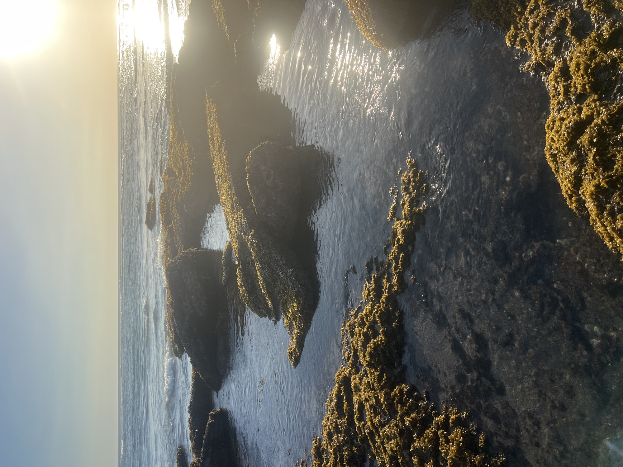 The image depicts a rocky shoreline at low tide in North Kuta, Indonesia. The rocks are dark in color and covered with yellow-green algae or seaweed. Shallow pools of water are present among the rocks, reflecting sunlight. The ocean is visible in the background with sunlight glinting on the surface. The sky is clear with a bright sun towards the left edge of the image.