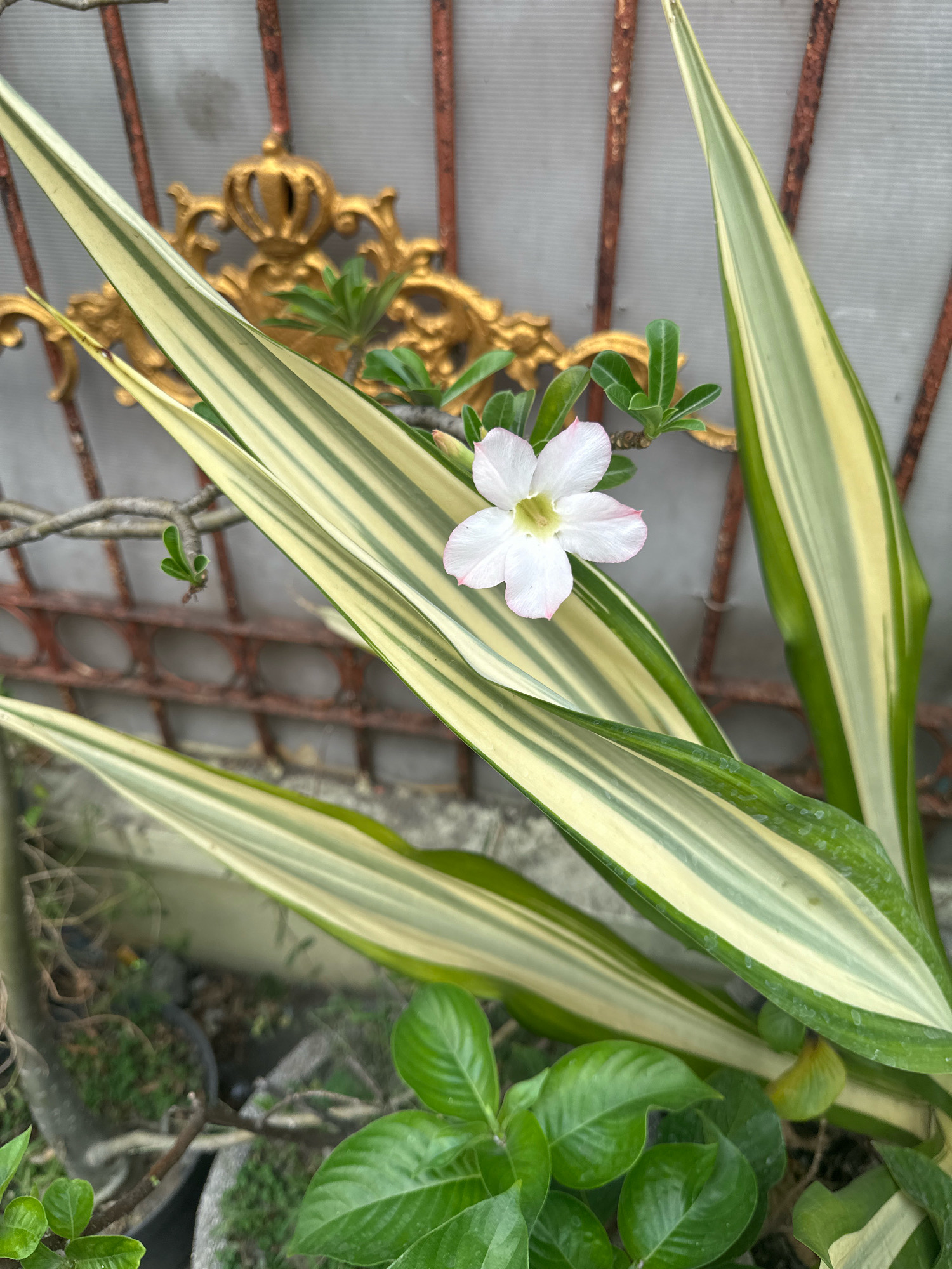 A close-up, eye-level shot focuses on a delicate white and pale pink Adenium flower blooming amidst variegated green and yellow foliage. The flower, with five petals, is positioned in the upper center of the frame, partially obscuring a rusted metal grille behind it. The grille features decorative golden accents resembling a crown and ornate scrolls. To the left and right of the flower are long, strap-like leaves of a plant, likely a Dracaena, displaying prominent stripes of deep green and creamy yellow. These leaves angle towards the foreground and fill much of the frame. Below the main subjects, the leaves of another plant, a deep green with rounded leaves, are visible, suggesting a garden setting. The background is a light gray, likely a wall or fence, with the metallic grille in front of it. The overall impression is one of natural beauty set against man-made ornamentation. This scene is likely from a residential garden or public space in Mojokerto, Indonesia, given the commonality of such plants and decorative elements in the region.