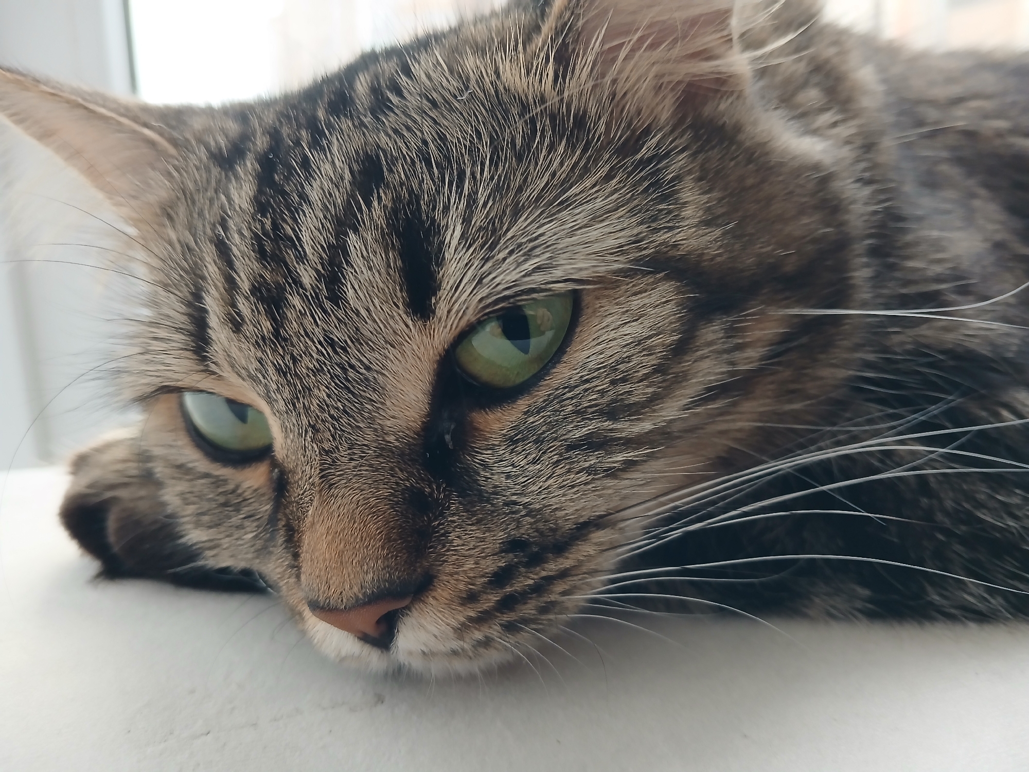 A close-up, head-on shot captures a tabby cat lying down, its face filling the frame. The cat's green eyes are prominent, with reflections visible on their surface. Its fur displays a mix of brown, grey, and black stripes. Long, white whiskers extend outwards from its muzzle. The background is softly blurred, suggesting an indoor setting with natural light, possibly near a window. There is no indication of the city of Krasnodar, Russia, or any specific urban environment within the image. The scene is still, with the cat appearing relaxed or possibly drowsy.