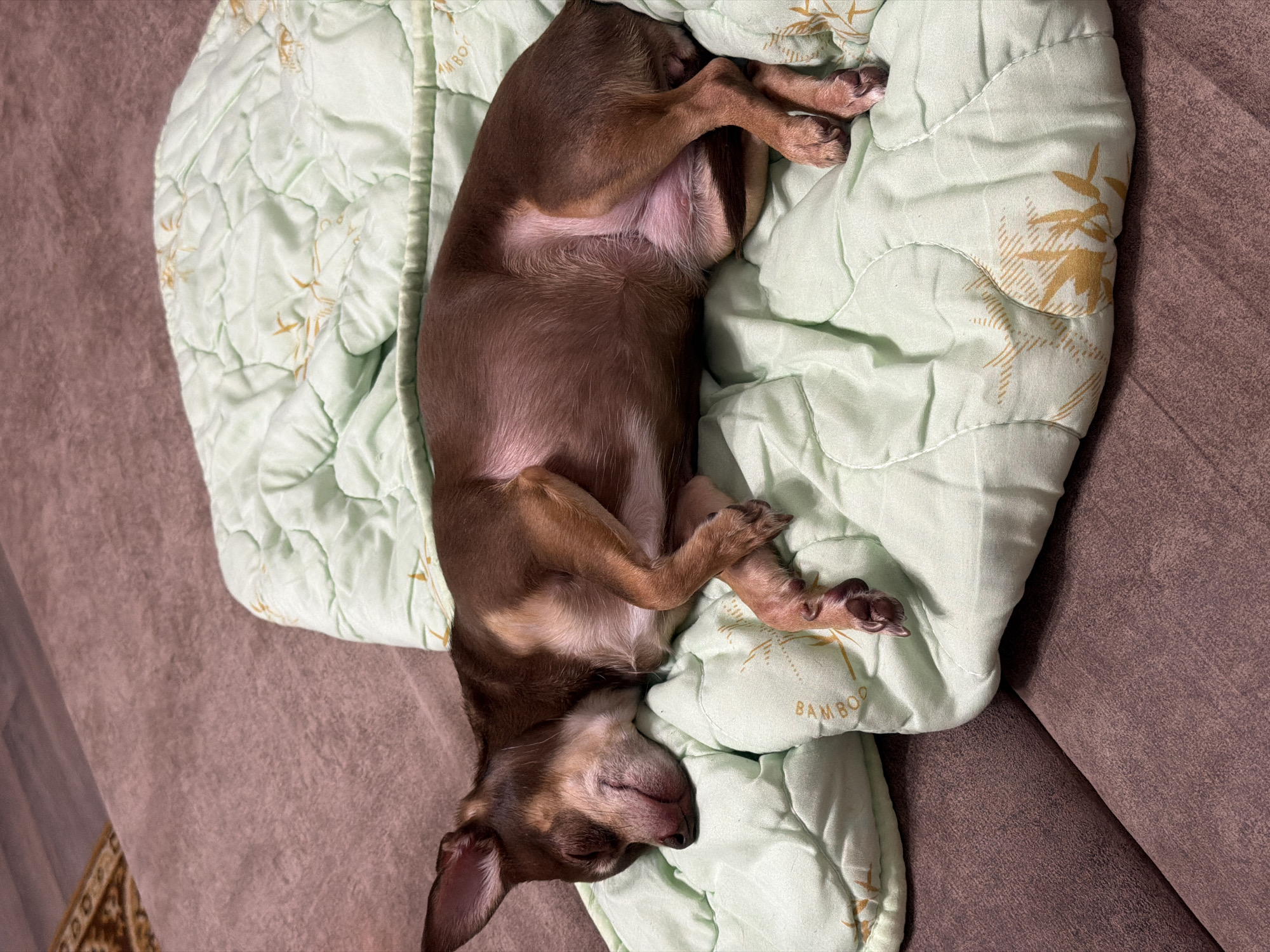 A small brown dog is sleeping on a light green quilted blanket on a brown sofa. The blanket has a repeating pattern of bamboo stalks. The dog is curled up on its side, with its eyes closed and its paws tucked in. The dog's fur is short and smooth. The sofa appears to be made of a textured fabric. The background is blurred and shows a hint of a rug.