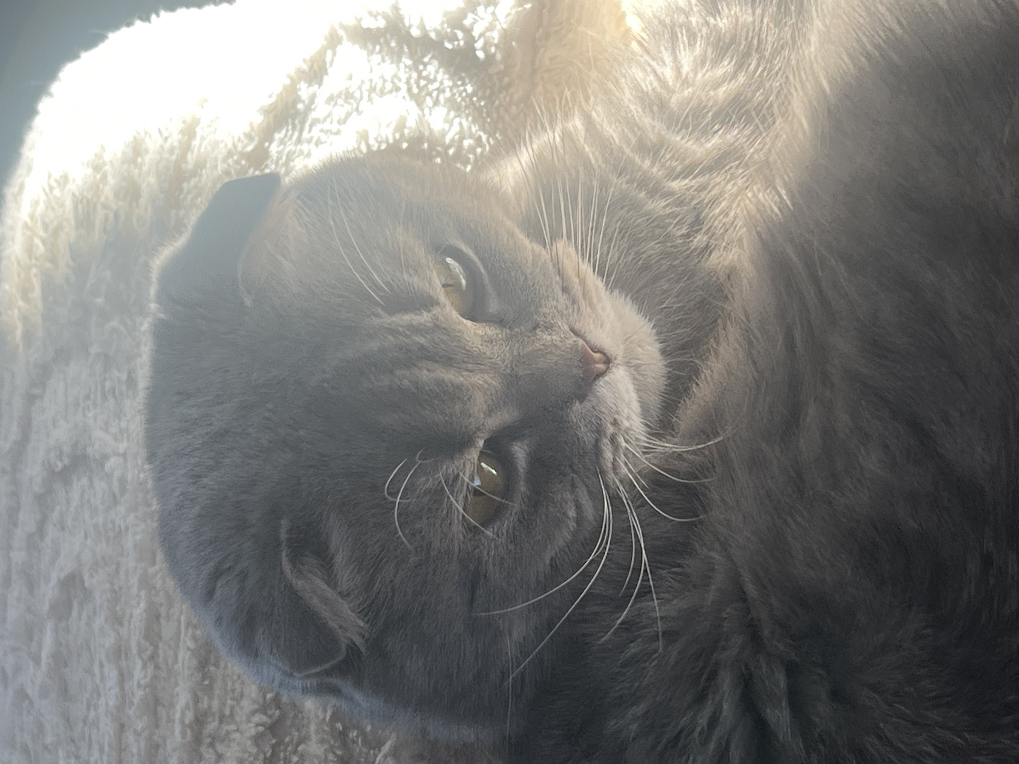 The image shows a gray Scottish Fold cat lying on its back on a fluffy, off-white surface. The cat's head is tilted towards the viewer, revealing its golden eyes and small, folded ears. Its whiskers are prominent against its gray fur. The scene is brightly lit, creating a hazy effect around the edges of the cat and the surface it is lying on. The location of the image is not evident and cannot be pinpointed to Votkinsk, Russia, or any other specific place. No people, subjects, or interactions are visible, and only the cat and the surface it rests on are present.