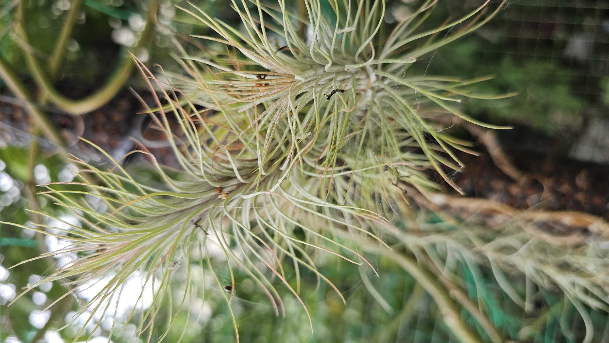In Baan Chaweng, Thailand, a close-up, shallow-depth-of-field photograph captures two air plants, likely of the Tillandsia genus, in a naturalistic setting. The plants, with their thin, arching, silvery-green leaves that are tinged with pink and copper, are suspended in the frame, with a dark, textured branch or trunk serving as a blurred background. The environment is verdant, with hints of green foliage and the muted bokeh of distant lights suggesting an outdoor, possibly garden or naturalistic habitat. Fine, delicate strands of spiderwebs are visible, clinging to the leaves and adding a subtle, ethereal quality to the scene. The lighting is soft and diffused, highlighting the intricate details of the plants' structure and the delicate texture of the webs. The composition focuses on the organic forms and textures of the air plants, creating an intimate and detailed portrait of these epiphytic plants.