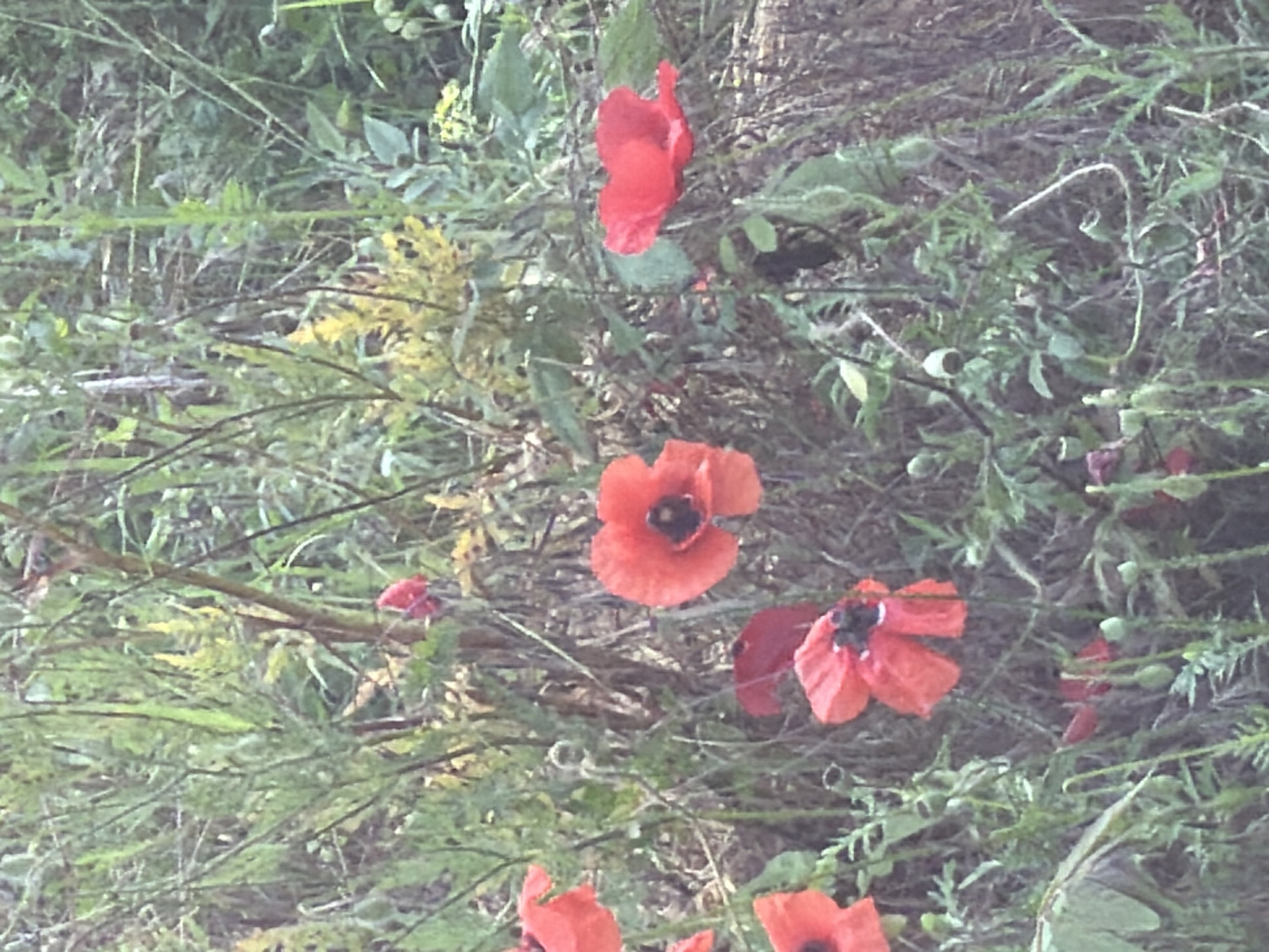 The image shows a close-up view of several red poppies with black centers growing amongst green foliage and dry grasses. The poppies are in various stages of bloom, with some fully open and others still in bud. The background is a blur of green and brown, suggesting a natural outdoor setting. There are no people or animals visible in the image. The scene appears to be a field or garden in a natural, uncultivated area. There is no information to indicate the specific location within Varna, Bulgaria.