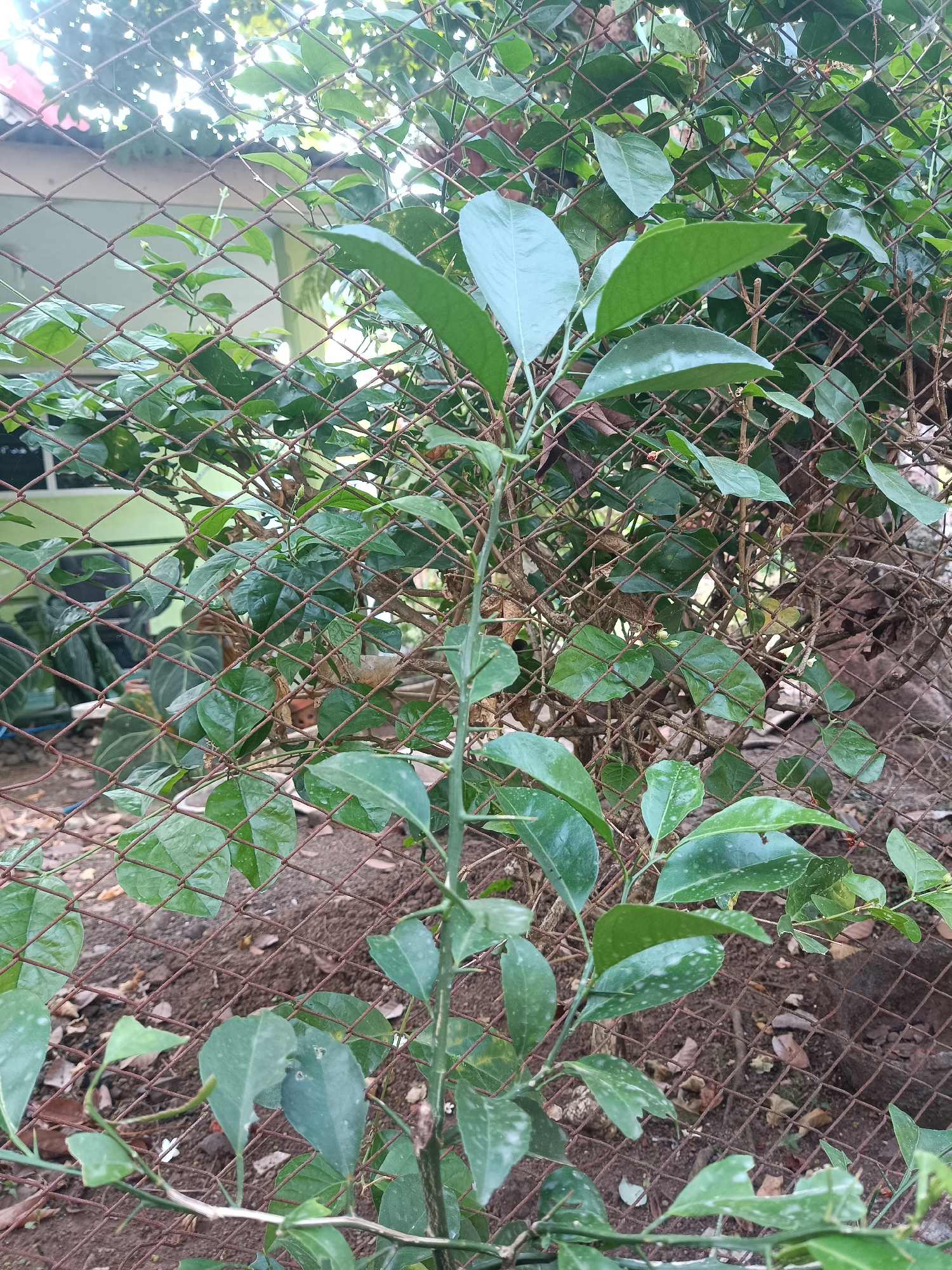 A young, green citrus plant with thorny branches is growing against a rusted wire fence in Jember, Indonesia. The plant has several bright green leaves, some of which show lighter speckles. Beyond the fence, a building with a light-colored wall and a red-tiled roof is visible, partially obscured by the foliage of other plants. The ground is covered in dry leaves and soil. The lighting suggests it is daytime, with sunlight filtering through the leaves and creating a dappled effect. There are no people or animals visible in the image.