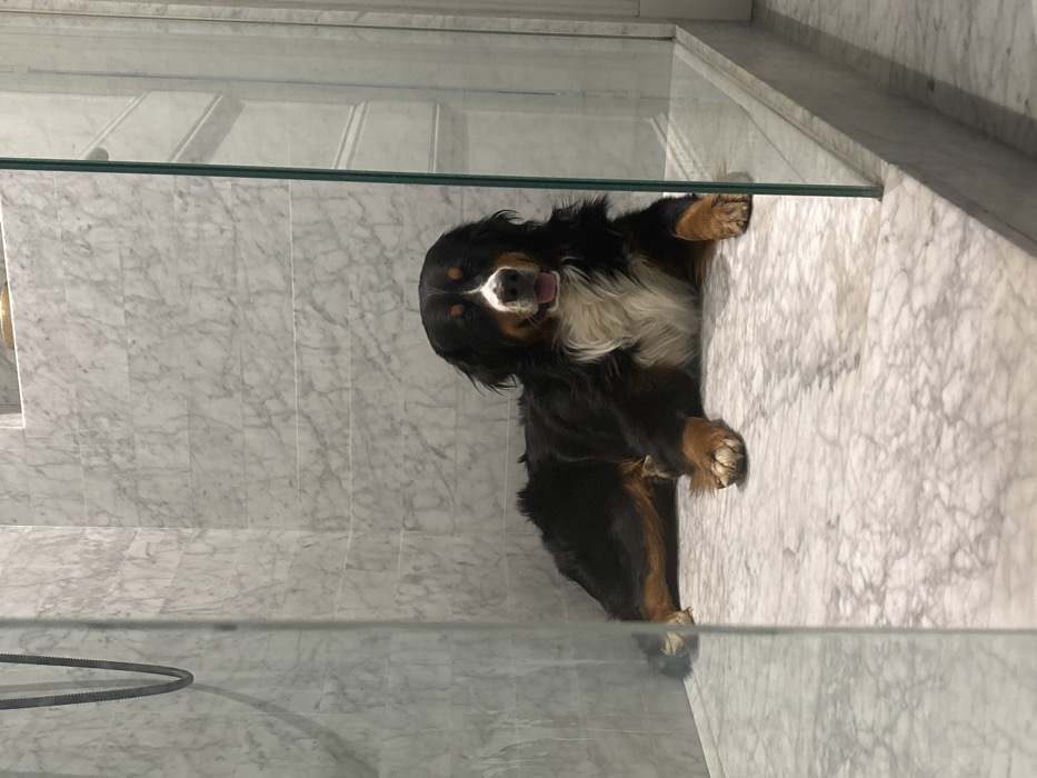 A tri-colored Bernese Mountain Dog is depicted lying relaxed within a contemporary shower stall, located in Barcelona, Spain. The dog, positioned centrally, rests on its stomach with front paws extended forward, its mouth slightly open, revealing its tongue. The shower stall features walls and a floor surfaced with light-colored marble tiles exhibiting subtle grey veining. Clear glass panels form the enclosure, with one visible on the left and another defining the right edge of the shower space, resting on a marble curb. A dark, ribbed shower hose is partially visible on the upper left wall, and a brass-toned fixture is faintly discernible in a recessed area higher on the back wall. No human subjects are present in the scene.