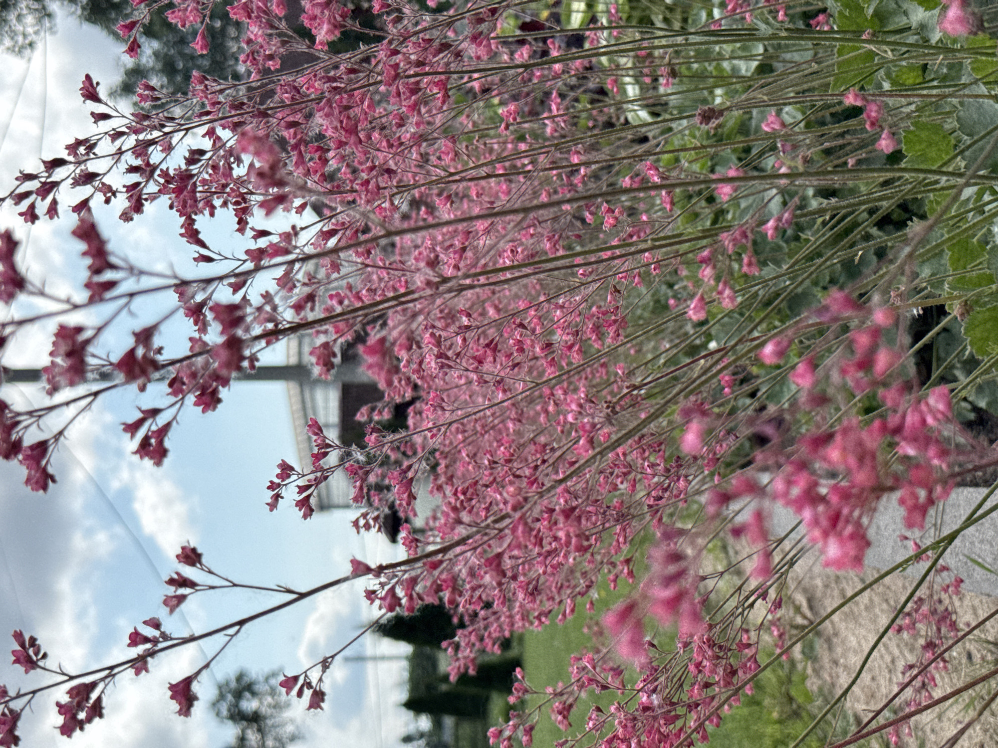 The image depicts a cluster of delicate pink flowers in the foreground, their slender stems reaching upwards against a sky with scattered clouds. The flowers are in various stages of bloom, with some showing tightly closed buds and others unfurling into small, bell-shaped blossoms. The background is softly blurred, revealing hints of green grass, a pathway or ground cover, and indistinct structures that suggest an outdoor environment, possibly a garden or park. The overall impression is one of natural beauty and gentle movement, as if a light breeze is rustling the flowers. There are no people or animals visible in the image. The location of Chudovo, Russia, is not directly indicated by any visual cues in the image itself.