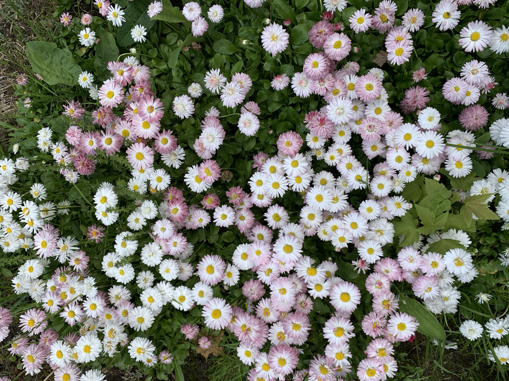 A dense cluster of white and pink daisies with yellow centers fills the frame, nestled within lush green foliage and blades of grass. The flowers are varied in their bloom, with some fully open and others partially closed, creating a textured tapestry of soft petals. The background suggests an outdoor environment with hints of darker soil or ground cover interspersed with the vibrant flora. No people or animals are visible. The scene is static and natural, depicting a garden or meadow. The location provided, Бучацінскі сельскі Савет, Belarus, indicates this is likely a rural setting within that region.