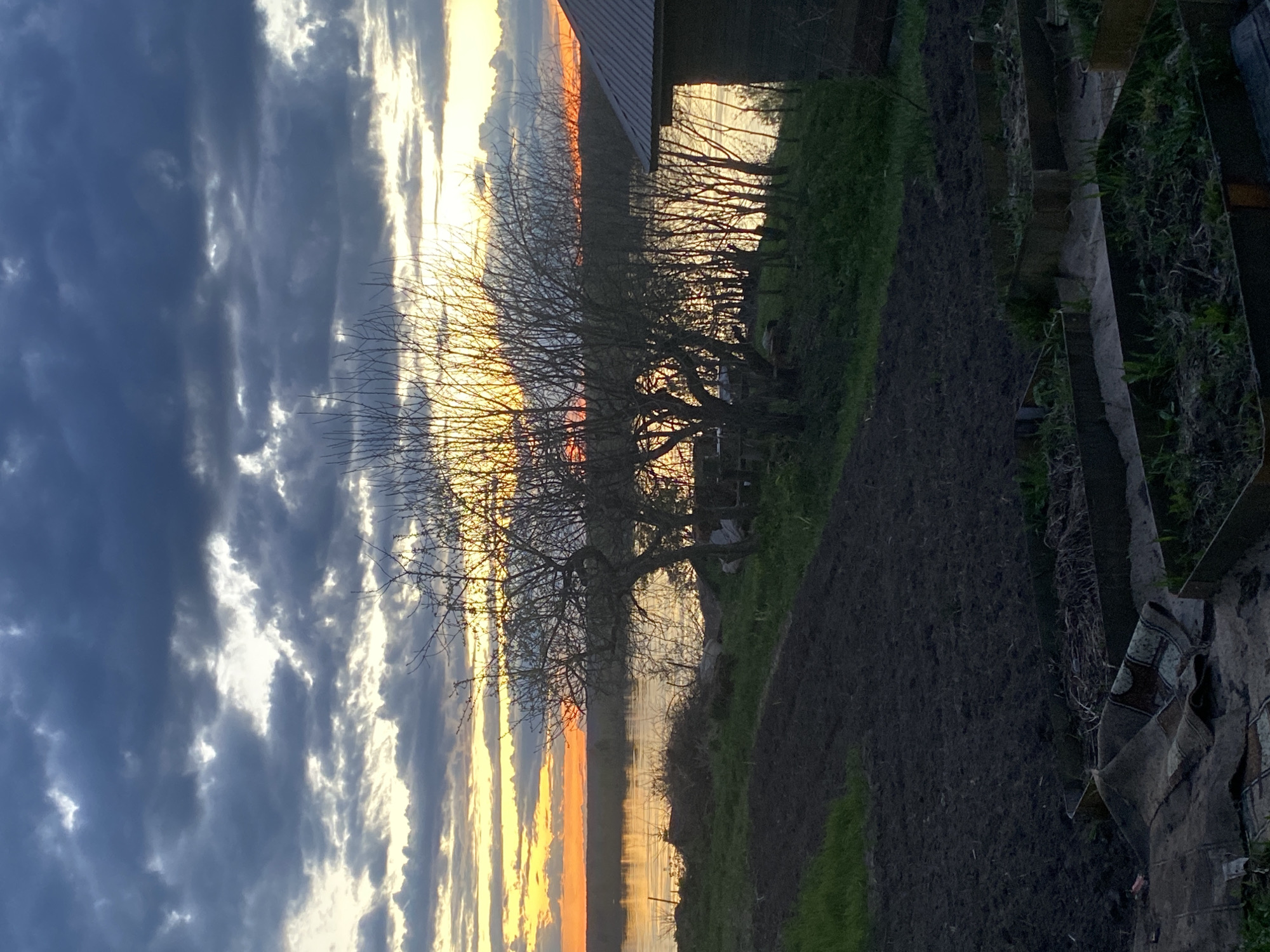 The image depicts a rural scene, likely near a body of water, with a striking sunset in the background.
**Environment:** The sky is filled with dramatic clouds, ranging from dark gray to bright white, with streaks of orange and yellow from the setting sun. A bare tree stands in the foreground, its branches silhouetted against the colorful sky. The ground is a mix of dark soil and green vegetation, suggesting a garden or field. A body of water reflects the colors of the sunset.
**Objects:** A portion of a building with a metal roof is visible on the right side of the frame. A section of what appears to be a raised garden bed or some other type of structure is present. There is a rug laying on the garden bed.
There are various trees lined up, next to the water.
**Location:** While the image's description mentions Ольховка, Russia, this is not definitively discernible from the visual information alone. However, the rural landscape and architectural style could potentially align with locations in Russia.