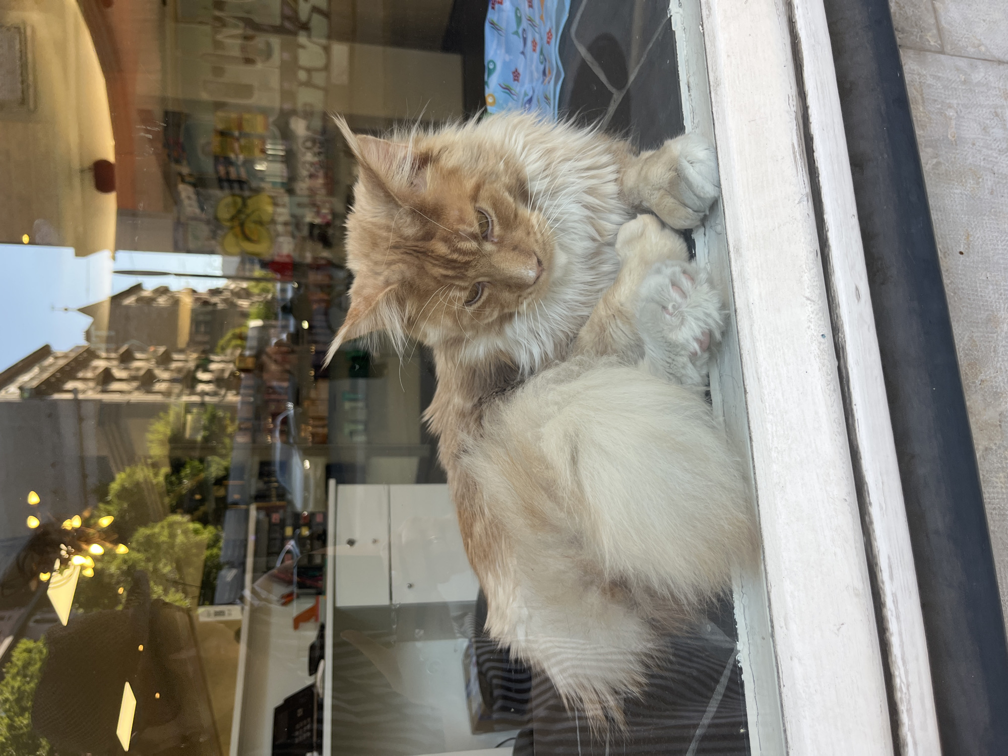 A fluffy, ginger cat is lying on a white windowsill, looking downwards with a slightly downturned expression. The cat has large, pointed ears and a bushy tail. Behind the cat, the window reflects a street scene with buildings, trees, and a vehicle. The interior of the room is visible through the window, showing shelves with items and a desk. The setting appears to be a shop or business in Geneva, Switzerland, given the architectural style of the buildings and the presence of what looks like a payment terminal on the desk. The lighting suggests it is daytime.