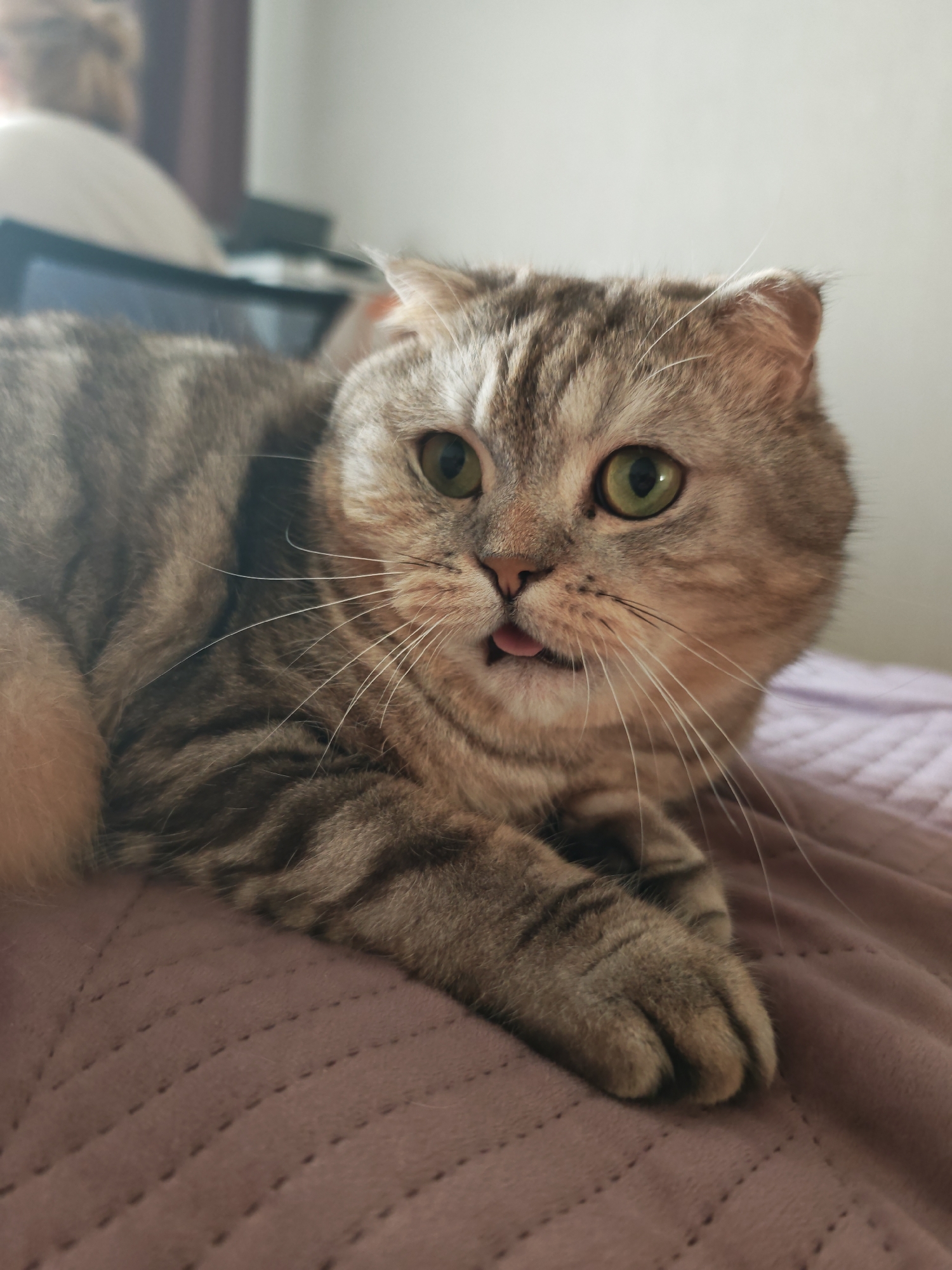 A close-up shot captures a tabby cat with green eyes and folded ears, lying on a textured pink blanket. The cat's tongue is slightly sticking out, giving it a playful expression. Its fur is a mix of gray and brown stripes. In the blurred background, a person's head and shoulder are visible, along with a part of a laptop screen. The lighting suggests an indoor setting, possibly a bedroom or living room, with a soft, diffused light source. There are no discernible landmarks or architectural features to indicate a specific location within Minsk, Belarus.