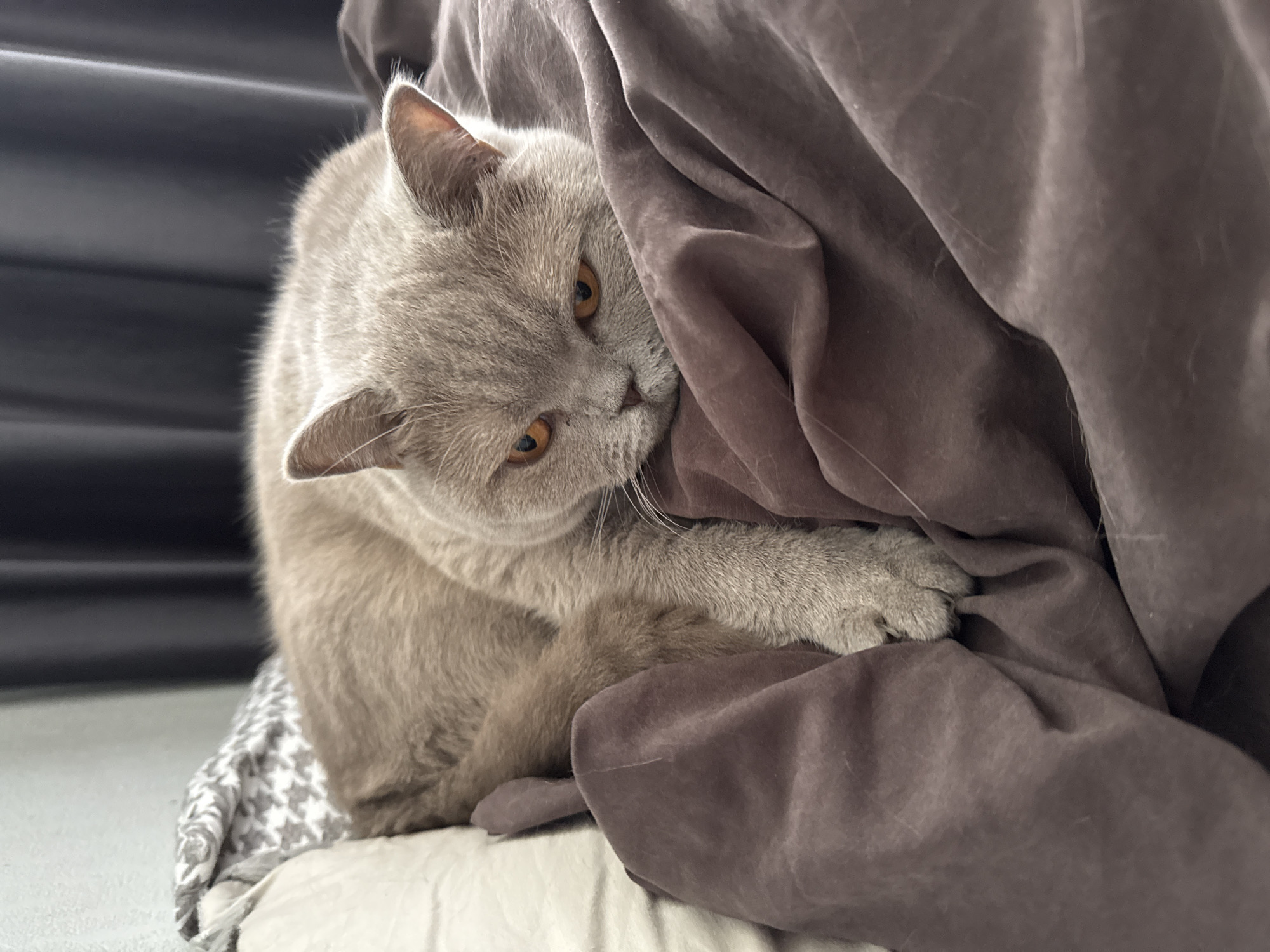 A grey British Shorthair cat is resting on a bed. The cat has bright orange eyes and is looking towards the camera with a relaxed expression. The cat is lying on a dark brown blanket, which is part of a bedding set that includes a pillow with a grey and white patterned cover. In the background, dark grey curtains are visible. The scene appears to be indoors, possibly in a bedroom. The location in the city of Sovetskiy, Russia, is not depicted in the image.