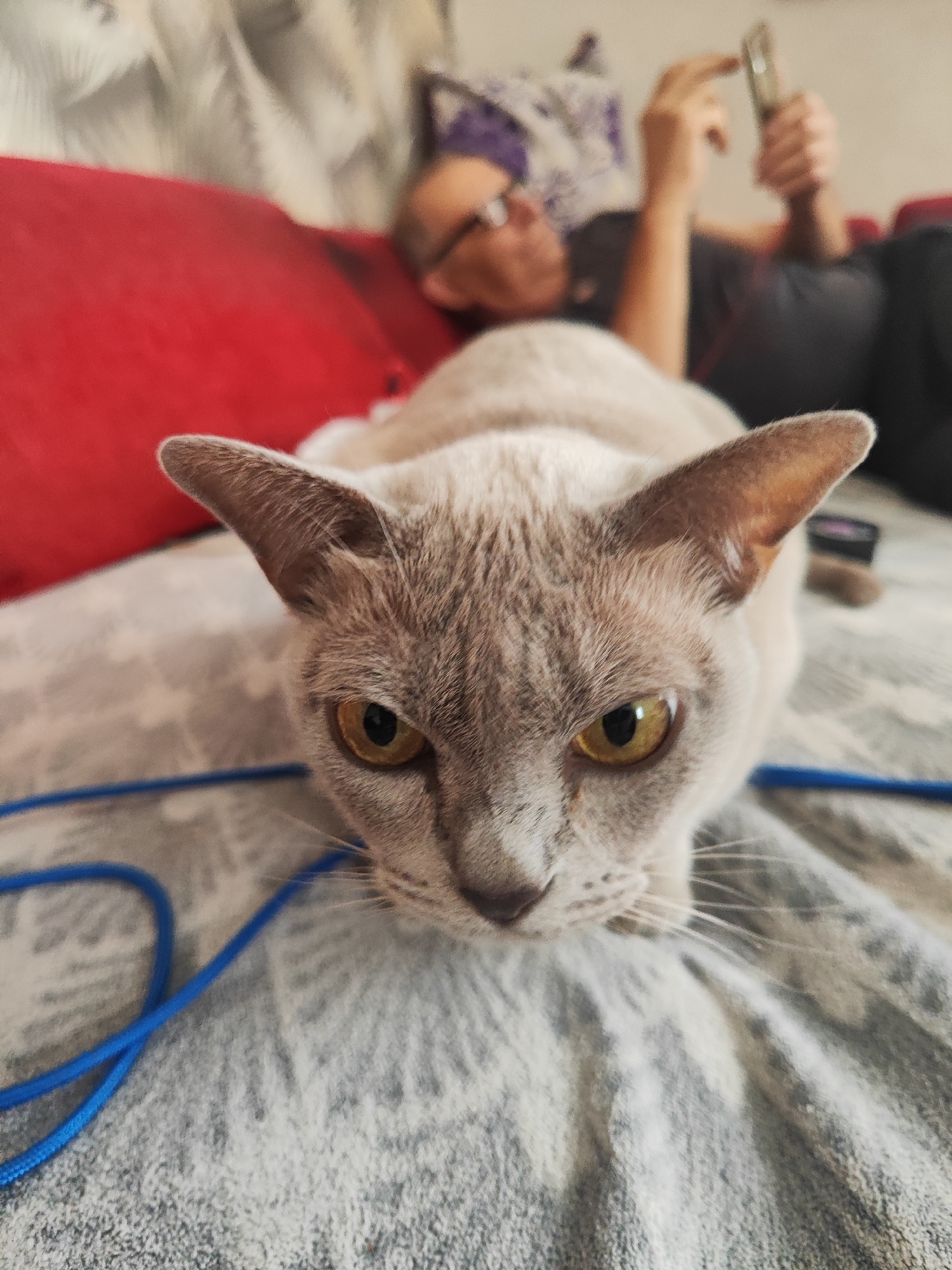 The image shows a close-up of a light-colored cat with prominent yellow eyes and pointed ears. The cat is lying down on a textured surface, possibly a blanket or comforter, with a blue cord running across the foreground. In the background, a person is lying on a couch, looking at a smartphone. The person is wearing glasses and a dark t-shirt. A red pillow is visible to the left of the cat. The overall scene appears to be indoors, likely in a domestic setting. There is no information in the image or its crops that would indicate the location is in Gvardeysk, Russia.