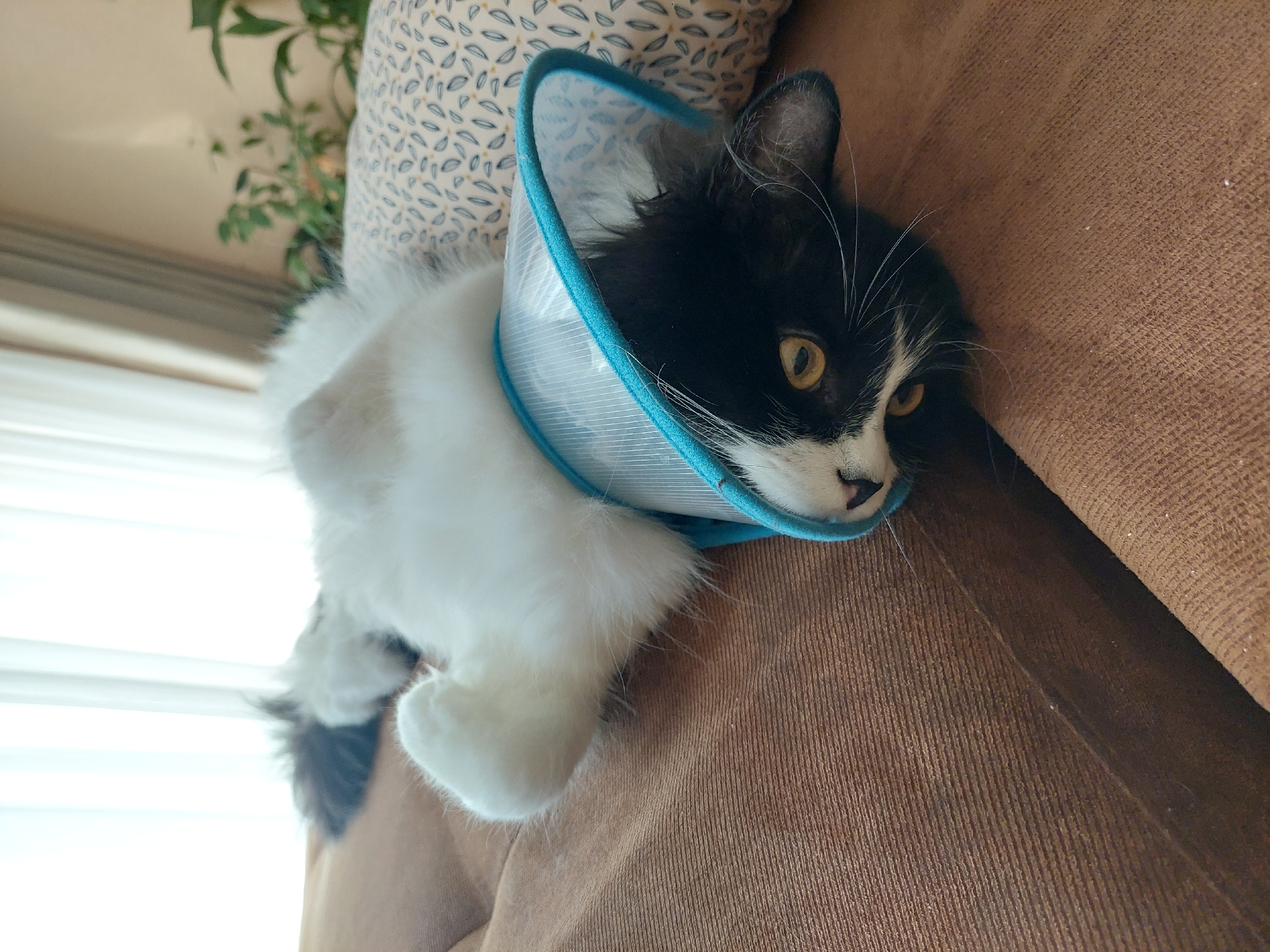 A black and white cat with yellow eyes is lying on a brown, textured surface, possibly a sofa. It is wearing a light blue and white plastic cone collar. The cat's head is turned slightly to the right, and its paws are visible in the lower left corner of the image. A patterned cushion or pillow rests behind the cat. The cat's tail can be seen in the left side of the image. A green plant is slightly out of focus in the upper left corner. There is no indication of the city of Plovdiv, Bulgaria in the image.