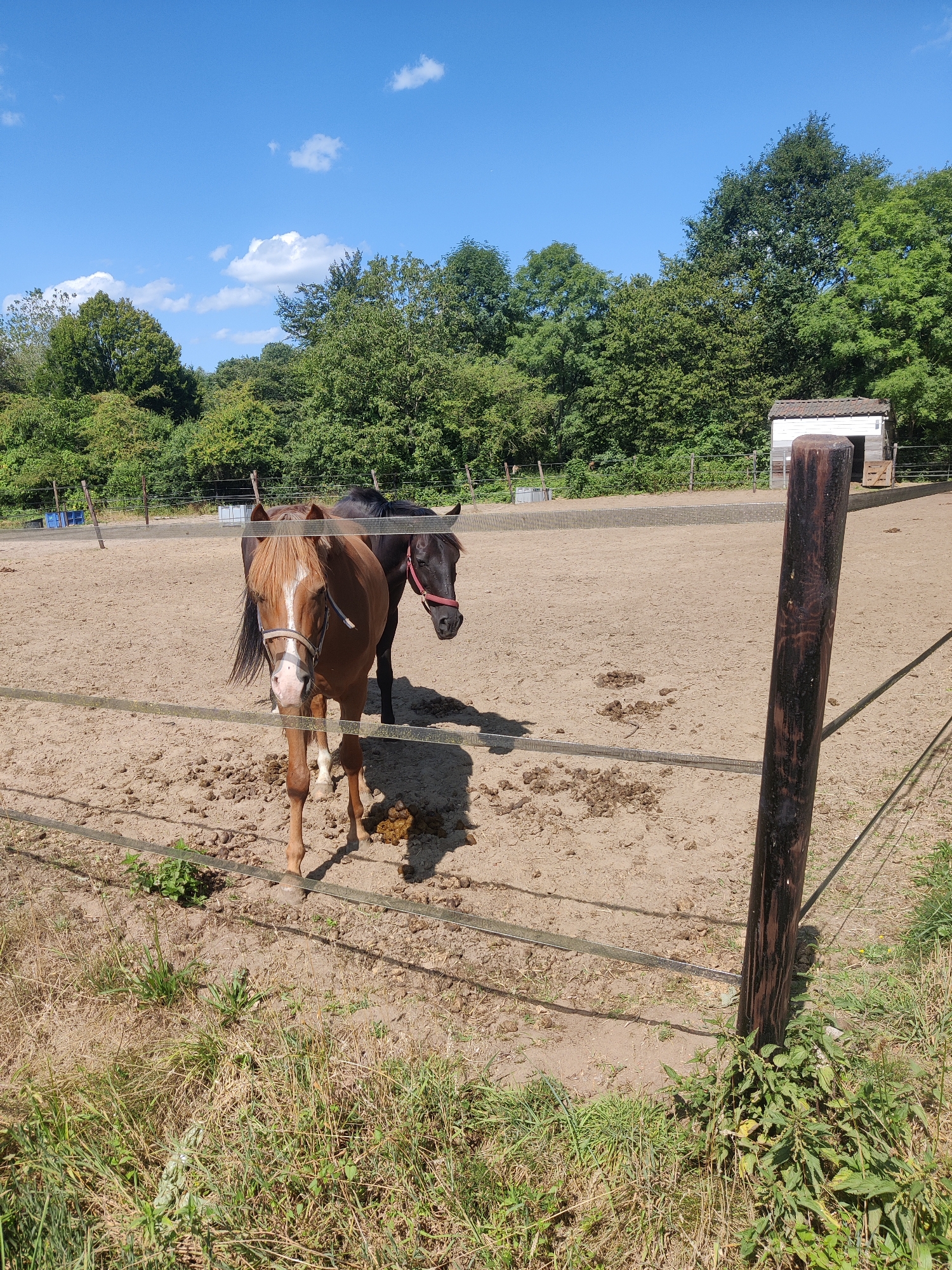 The image depicts a rural scene on a sunny day, featuring two horses in a fenced-in dirt enclosure. A brown horse with a white blaze on its face stands prominently in the foreground, facing the camera. Behind it, a dark-colored horse is partially visible. The enclosure is sandy and appears to be an equestrian arena, with scattered piles of manure on the ground. In the background, a line of lush green trees forms a dense border, suggesting a wooded area. A small, white-sided structure with a brown roof, likely a stable or shelter, is visible on the right side of the frame, near the edge of the trees. The sky is a vibrant blue with a few scattered white clouds. A dark wooden post, part of the fence, is positioned in the right foreground. The overall setting appears to be an outdoor horse farm or riding facility. The image does not contain any identifiable landmarks that would place it specifically within the city of Winterswijk, Netherlands, though the rural aesthetic is consistent with such a location.