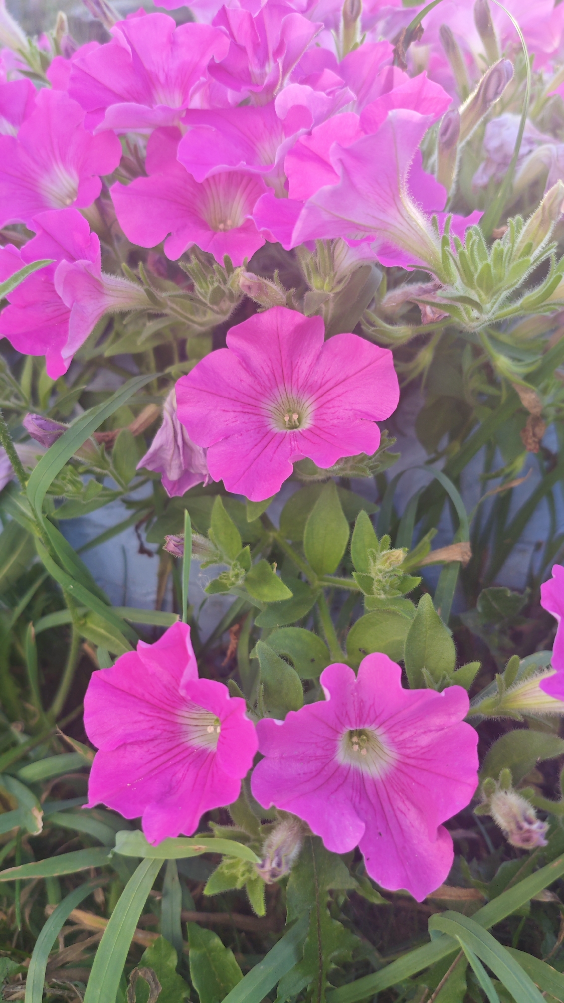 A cluster of vibrant pink petunias fills the frame, with several blossoms in sharp focus and others softly blurred in the background. The flowers, with their delicate, trumpet-shaped petals and subtly striped interiors, are interspersed with green foliage and grass. The lighting suggests it is daytime, casting a gentle glow on the petals. The scene is an outdoor setting, possibly a garden or park, with a pale blue background that could be a wall or fence. There are no people or animals present. The image was captured in the city of Serebriansk, Kazakhstan.