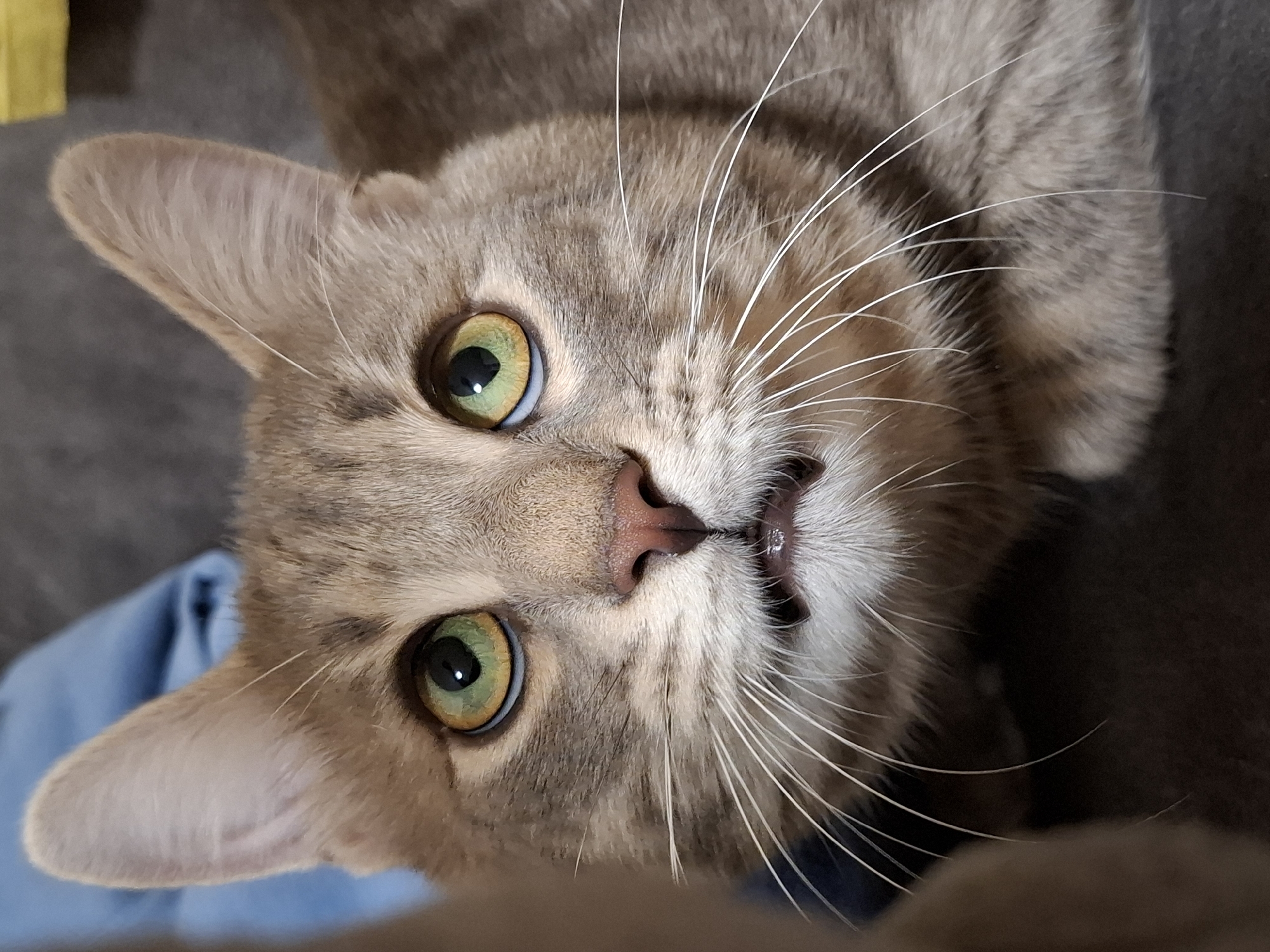 A close-up, high-angle shot shows a gray tabby cat with large green eyes. The cat is looking directly up at the camera, with its head slightly tilted. Its pink nose is prominently centered, and some of its white whiskers are visible. The cat's mouth is slightly open, revealing small teeth. The background appears to be soft and out of focus, suggesting the cat is lying on a soft surface. A piece of blue fabric is visible in the lower left corner. The location in the city is Unknown, Unknown.
