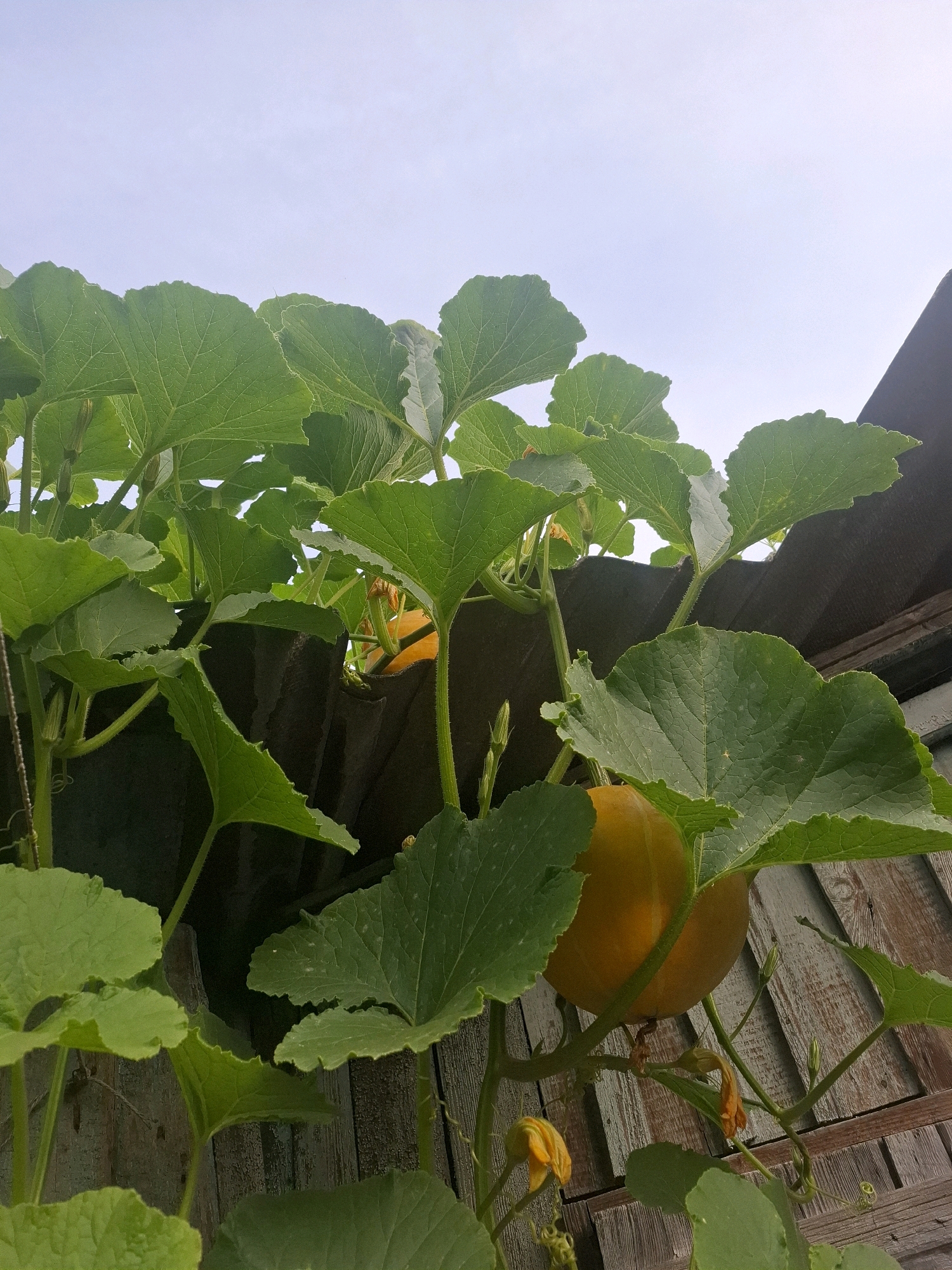 This is a low-angle, close-up, outdoor photograph of a pumpkin plant with developing pumpkins. The plant has large, green, lobed leaves and is growing over a rustic wooden fence and a dark, textured surface, possibly roofing material. Several yellow flowers and developing pumpkins are visible amongst the foliage. The sky is overcast and pale blue. The location is an unspecified area in the city of Tyumen, Russia. There are no people or animals visible in the image.