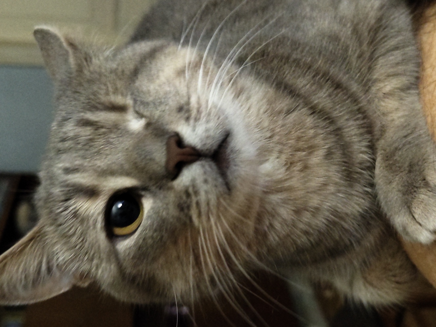 A one-eyed tabby cat with grey and black stripes is looking at the camera. The cat's left eye is open and yellow. Its right eye is closed. The cat's nose is pink. The cat is lying down, with its paws resting on a surface that is out of focus. The background is blurry and appears to be a room with furniture. The lighting is dim.