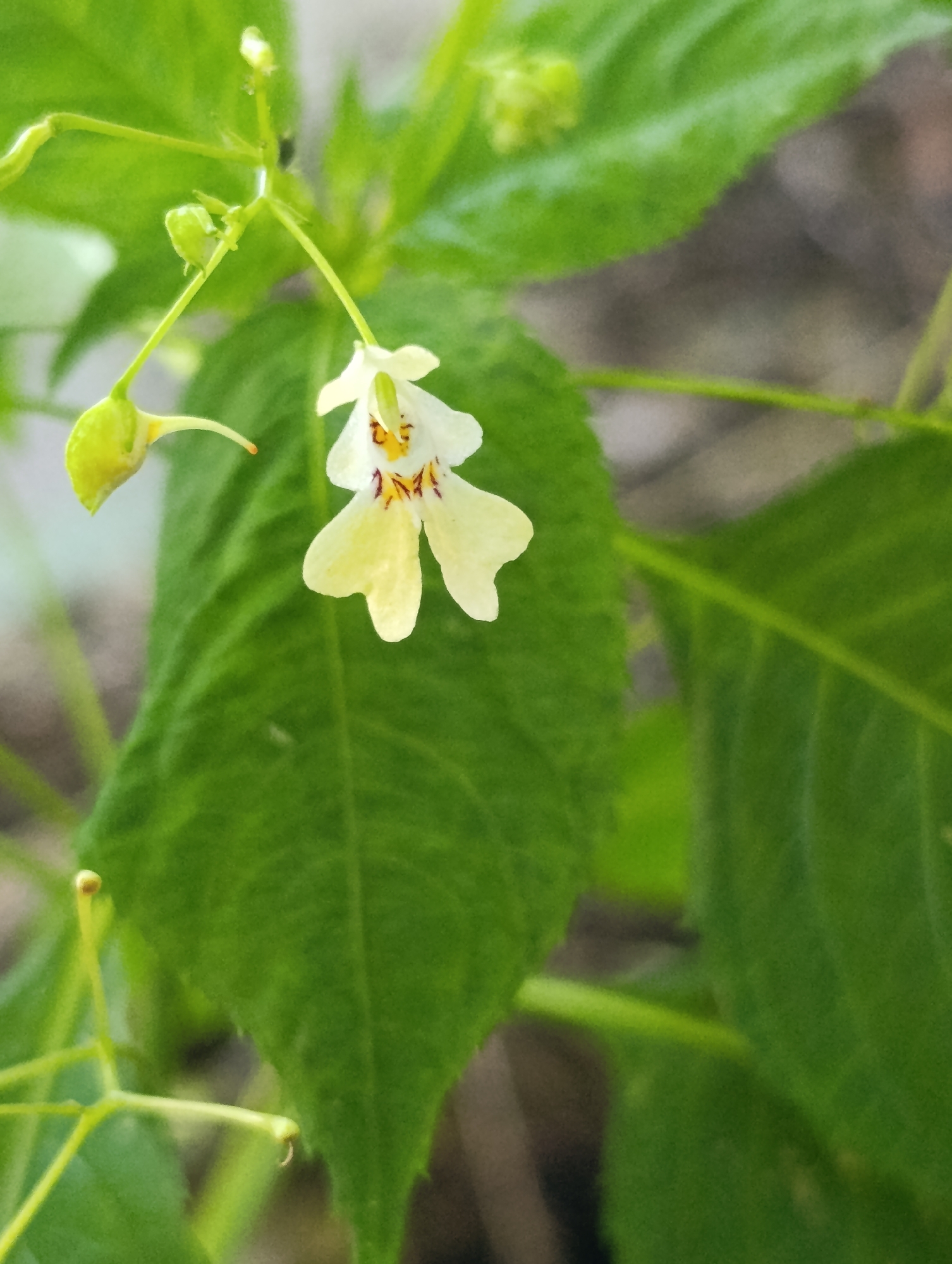 A macro shot captures a single, delicate white and yellow flower hanging from a thin green stem. The flower has multiple petals with reddish-brown markings on the upper petals. Two green, teardrop-shaped buds are also visible, one hanging below the flower and another to its left. The flower and buds are set against a backdrop of lush green leaves, some in sharp focus and others blurred, suggesting a natural, outdoor environment. The lighting is soft, highlighting the intricate details of the bloom. The location is Unknown, Unknown.