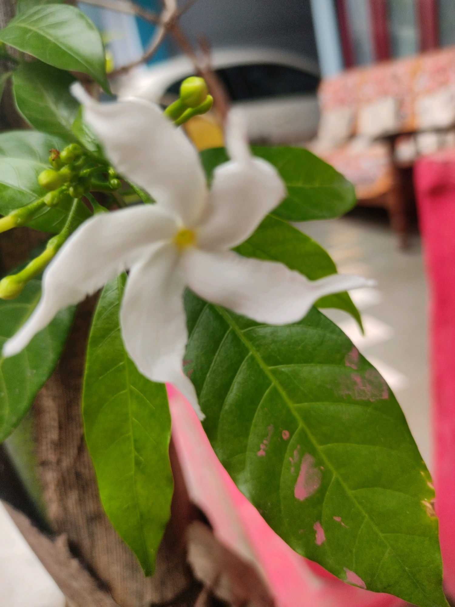 The image depicts a close-up view of a white flower with five petals, likely a Jasmine variety, with green leaves and buds. The flower is in focus, while the background is blurred, showing a hint of pink upholstery and possibly a wooden structure. The leaves exhibit some minor pinkish discoloration. The scene appears to be outdoors, given the lighting and the presence of natural elements. The specific location in Bhopal, India, cannot be determined from the visual information provided.